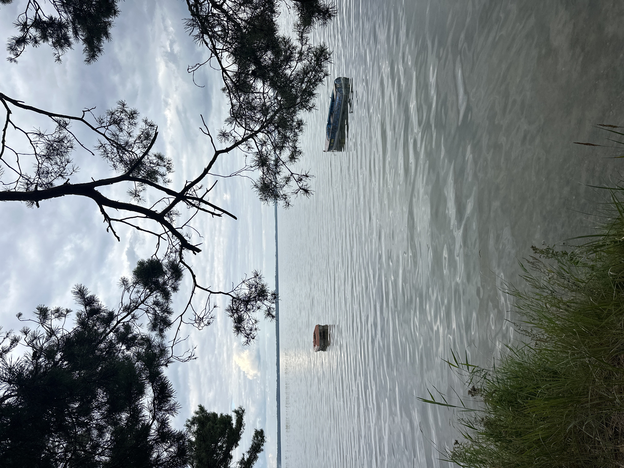 The image depicts a tranquil lake scene in Нарацкі сельскі Савет, Belarus. In the foreground, tall green grasses line the shore, with a few dry stalks interspersed. The lake stretches out to the horizon, its surface rippled by a gentle breeze. Two small boats are visible on the water; one is a reddish-orange, and the other is a blueish-gray. The sky above is overcast with a soft, diffused light. The branches of pine trees, silhouetted against the sky, frame the top of the image, adding a sense of depth and natural beauty to the serene landscape.