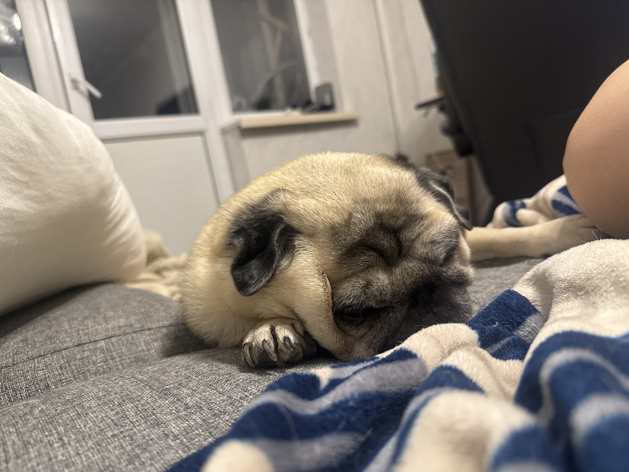 A fawn pug is sleeping on a gray couch, curled up with its head resting on its paws. A blue and white striped blanket is partially covering the pug. In the background, a window with white trim and a beige windowsill is visible, along with a black chair and a light-colored pillow. The overall scene suggests a domestic setting, possibly a living room. There is no discernible information to place this scene within Bishkek City, Kyrgyzstan.