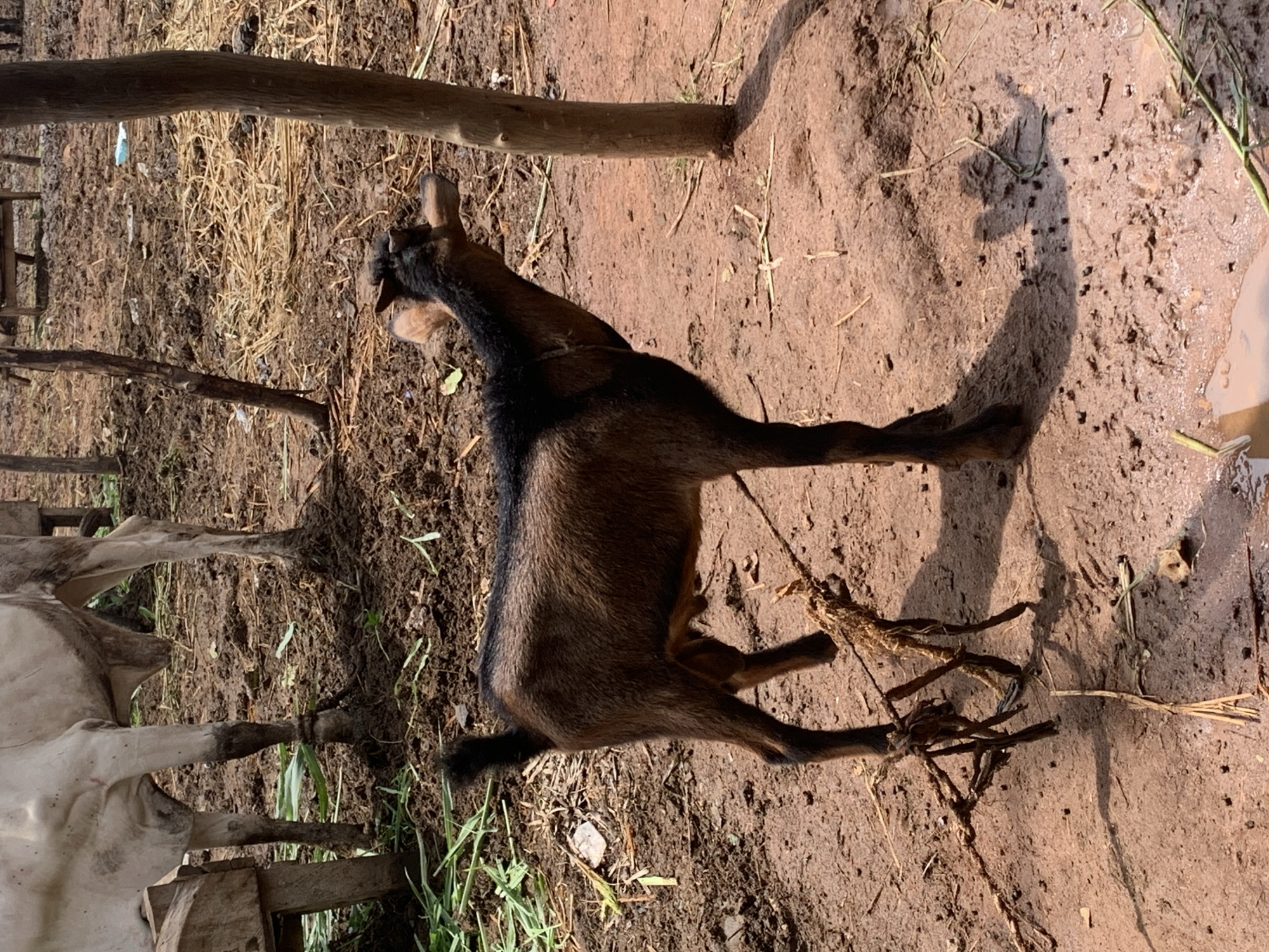 A dark brown and black goat is tied to a wooden post with a rope. The goat is standing on muddy ground, and its legs are tangled in the rope. In the background, a white cow stands near a wooden structure. The environment appears to be an outdoor enclosure with dirt, straw, and some greenery.