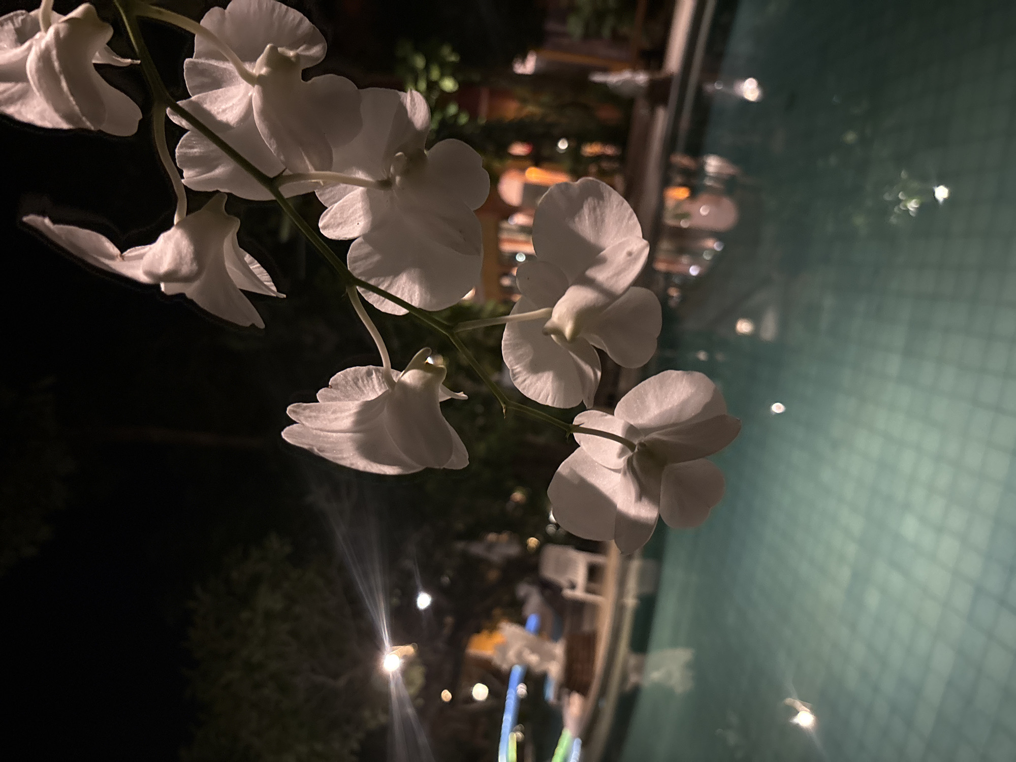 This is a nighttime photograph of white orchids hanging over a swimming pool in Chalong, Thailand. The orchids are in the foreground, with the pool in the background. The water in the pool is a turquoise green, and there are reflections of lights from the surrounding area on the surface. In the distance, there are trees and some lights that suggest a resort or hotel setting. There are no people visible in the image. The overall mood is serene and peaceful.