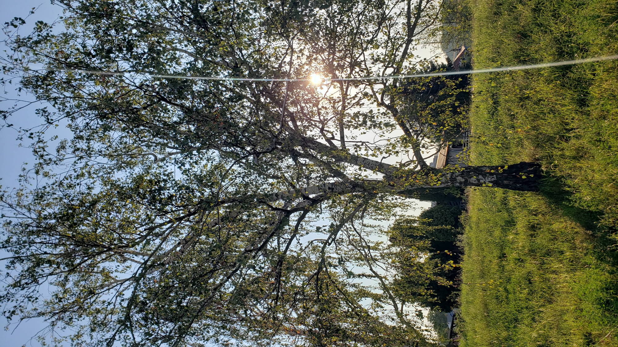 The image depicts a sun-drenched outdoor scene, likely in a grassy field or meadow, with a large birch tree prominently featured in the foreground. The tree's branches, laden with green leaves, spread outwards, partially obscuring the bright sunlight that beams through its foliage. The sun's rays create a lens flare effect, casting a bright streak across the right side of the image. In the background, a few buildings are visible through the trees, suggesting a semi-rural or suburban setting. The ground is covered in lush green grass, with some areas casting shadows. The sky is a clear, pale blue. The overall impression is one of a tranquil, natural environment on a sunny day. The location of this scene within the city of Prešov, Slovakia, is not determinable from the visual information presented in the image itself.