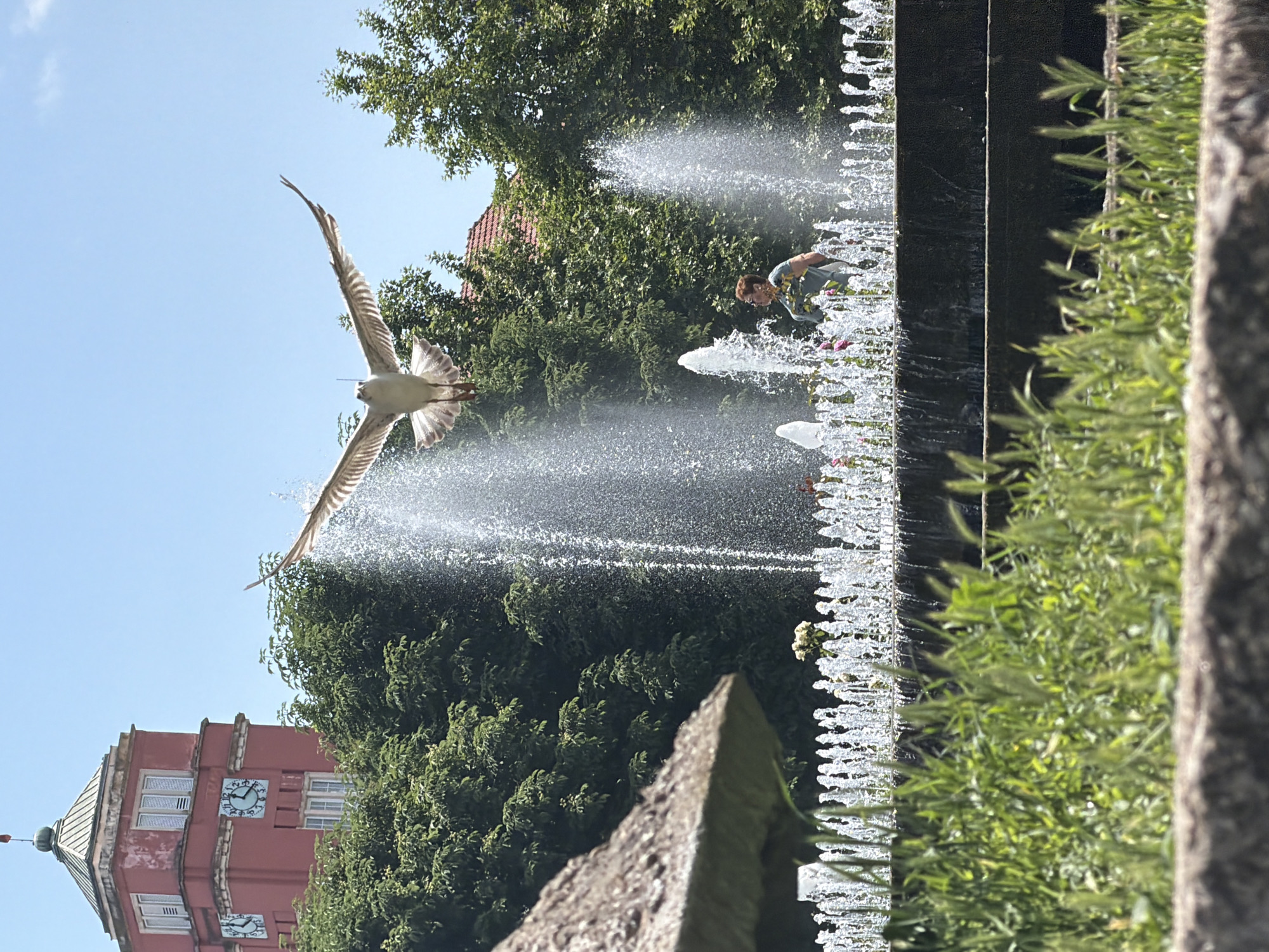 This full-frame image captures a vibrant outdoor scene, likely in a park or city square in Pleven, Bulgaria, under clear daylight conditions. The picture is oriented vertically, with its main subjects distributed across the frame.
A large bird, possibly a gull or a similar avian species, is the prominent subject on the left, captured mid-flight with its wings fully spread. It appears to be gliding just above a multi-tiered fountain that spans the middle and right side of the image. The fountain features numerous powerful jets of water creating a substantial spray and mist, illuminated by bright sunlight.
Behind the fountain, a person is visible, leaning over the water, seemingly observing or interacting with the spray. They are wearing a light-colored, possibly patterned, short-sleeved shirt. Further in the background, a striking red-brick building with a distinctive clock tower rises on the far left. The tower has several windows and clock faces, although the time displayed is not legible. Dense green trees and foliage provide a lush backdrop to both the fountain and the building.
The foreground and the right edge of the image are occupied by concrete or stone structures and verdant green plants, possibly tall grasses. The sky is a bright, clear blue, indicating sunny weather. The overall impression is one of an active public space, blending natural elements with urban architecture. No explicit text is visible within the image.