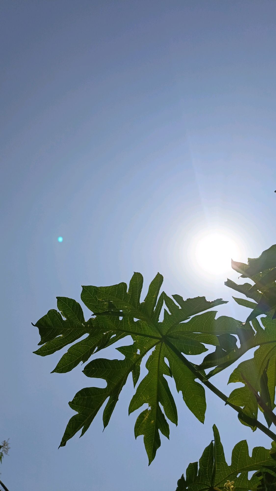 This is a vertical, low-angle shot of a clear blue sky with the sun shining brightly on the right side. In the foreground, the large, green, lobed leaves of a papaya tree are silhouetted against the sky. The sun's rays create a halo effect and lens flare, with a small, bluish lens flare visible in the upper left quadrant of the image. The leaves appear healthy and vibrant, with visible veins. The scene is likely set outdoors, possibly in a garden or natural area, given the presence of the papaya tree. The time of day appears to be daytime, likely mid-morning or afternoon, due to the intensity of the sun. There are no people visible in the image. The location is identified as Kebumen, Indonesia.