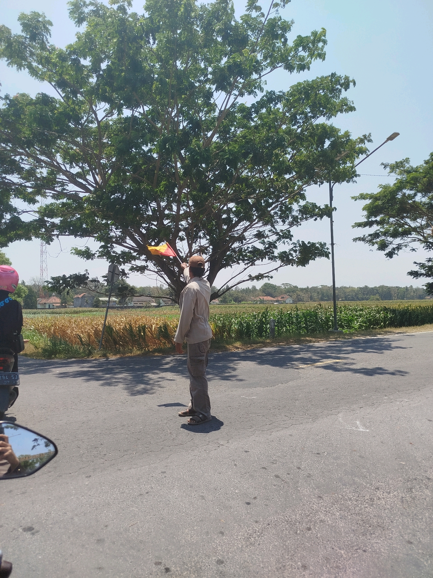 A man stands on the side of a paved road, holding a yellow and red flag. He is wearing a light-colored long-sleeved shirt and dark pants, with sandals on his feet. Behind him, a large tree with green foliage casts a shadow on the road. A motorcycle is partially visible on the left side of the frame, with its license plate reading "B 294 SJ". In the background, there is a field of corn, with some houses and a telecommunications tower visible further in the distance. The sky is clear and blue, suggesting a sunny day. The scene appears to be in a rural or semi-rural area, possibly on the outskirts of Setrojenar, Indonesia.