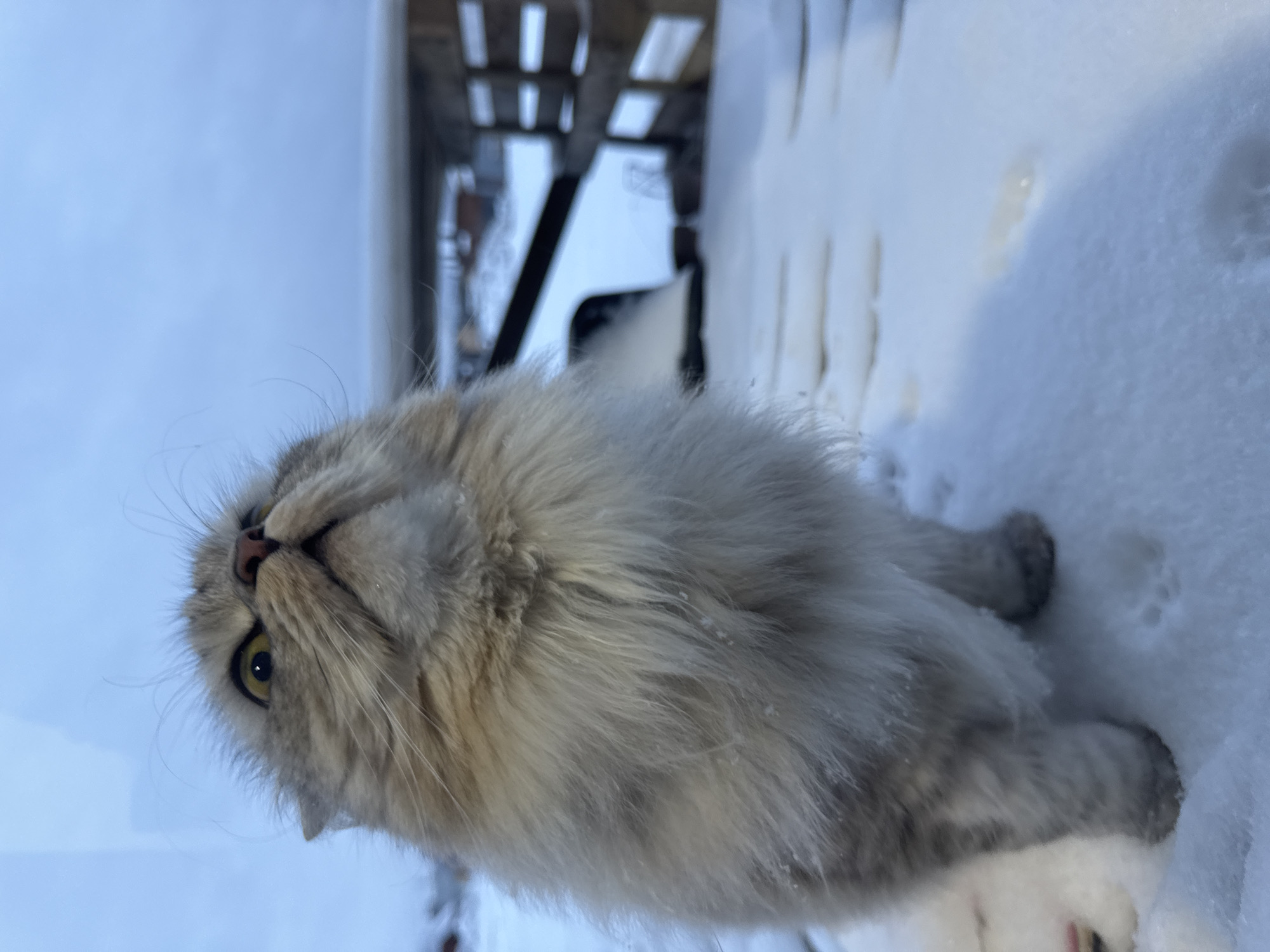 A fluffy, light-grey cat with yellow eyes stands in the snow, looking upwards. The photo appears to have been taken outdoors in Gornyi (Dvurechenskoe S/P), Russia. The background shows snow-covered ground, a cloudy sky, and the underside of a wooden structure or deck.