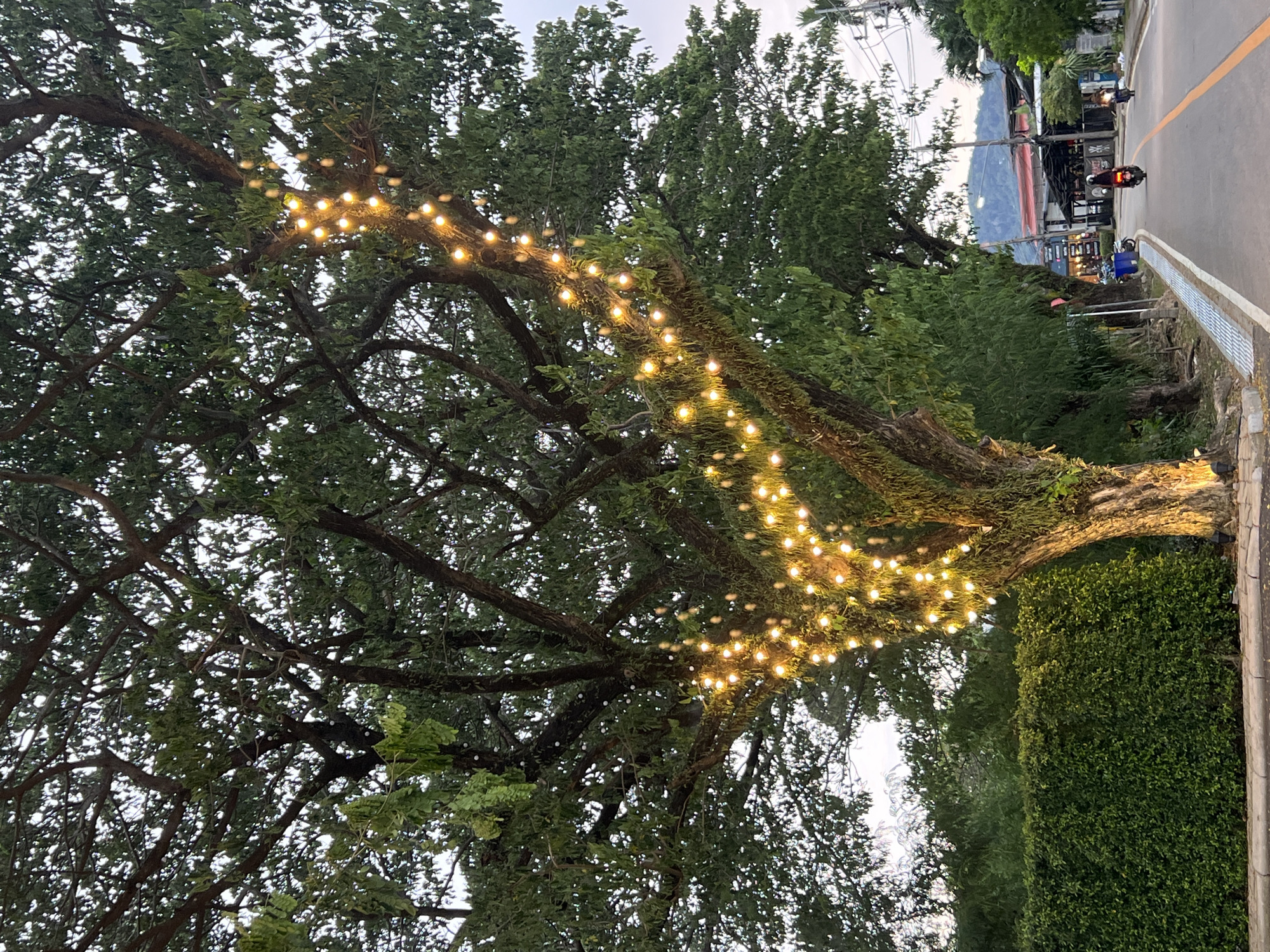 In Chalong, Thailand, a large tree adorned with warm-toned string lights is the focal point of the image. The lights are draped along its branches, creating a festive glow that contrasts with the fading daylight. The tree stands beside a paved road, where two motorcycles are seen in motion. The motorcycle in the foreground is dark with a rider wearing a helmet, traveling away from the viewer. A second motorcycle is visible further down the road, also moving away. To the left of the tree, a neatly trimmed green hedge lines the sidewalk, creating a distinct boundary. The background reveals a street lined with buildings, some appearing to be shops or restaurants, with awnings and signs visible. Further in the distance, rolling hills are silhouetted against the twilight sky, suggesting a semi-urban or suburban setting. The overall atmosphere is one of an evening on a street that is transitioning from day to night, with decorative lighting adding a touch of charm.