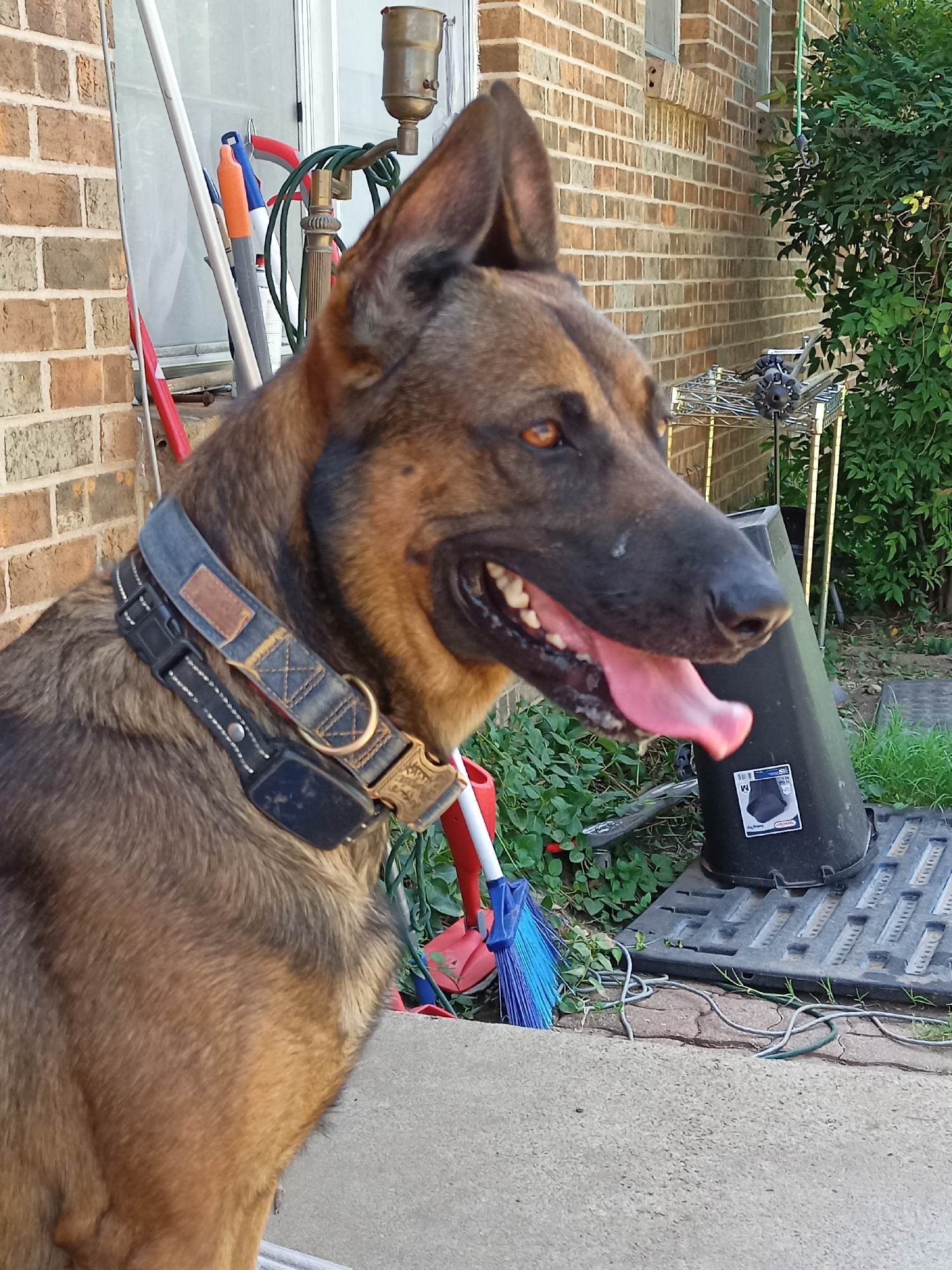 A German Shepherd dog is pictured in profile, facing right, outdoors. The dog is wearing a dark collar with metallic accents and what appears to be a black electronic device attached. It has its mouth open, with its pink tongue visible. The dog is positioned in the foreground, with its head and upper body filling much of the frame. In the background, a brick wall is visible to the left and behind the dog, with various garden tools including a blue broom leaning against it. Further back, a black trash can with a label, a metal shelving unit, and lush green foliage are present. The ground appears to be concrete and cracked pavement. The lighting suggests it is daytime, possibly late afternoon due to the shadows. The image is shot from a medium close-up perspective. No specific location in Amarillo, United States of America, can be determined from the visual information present in the image.