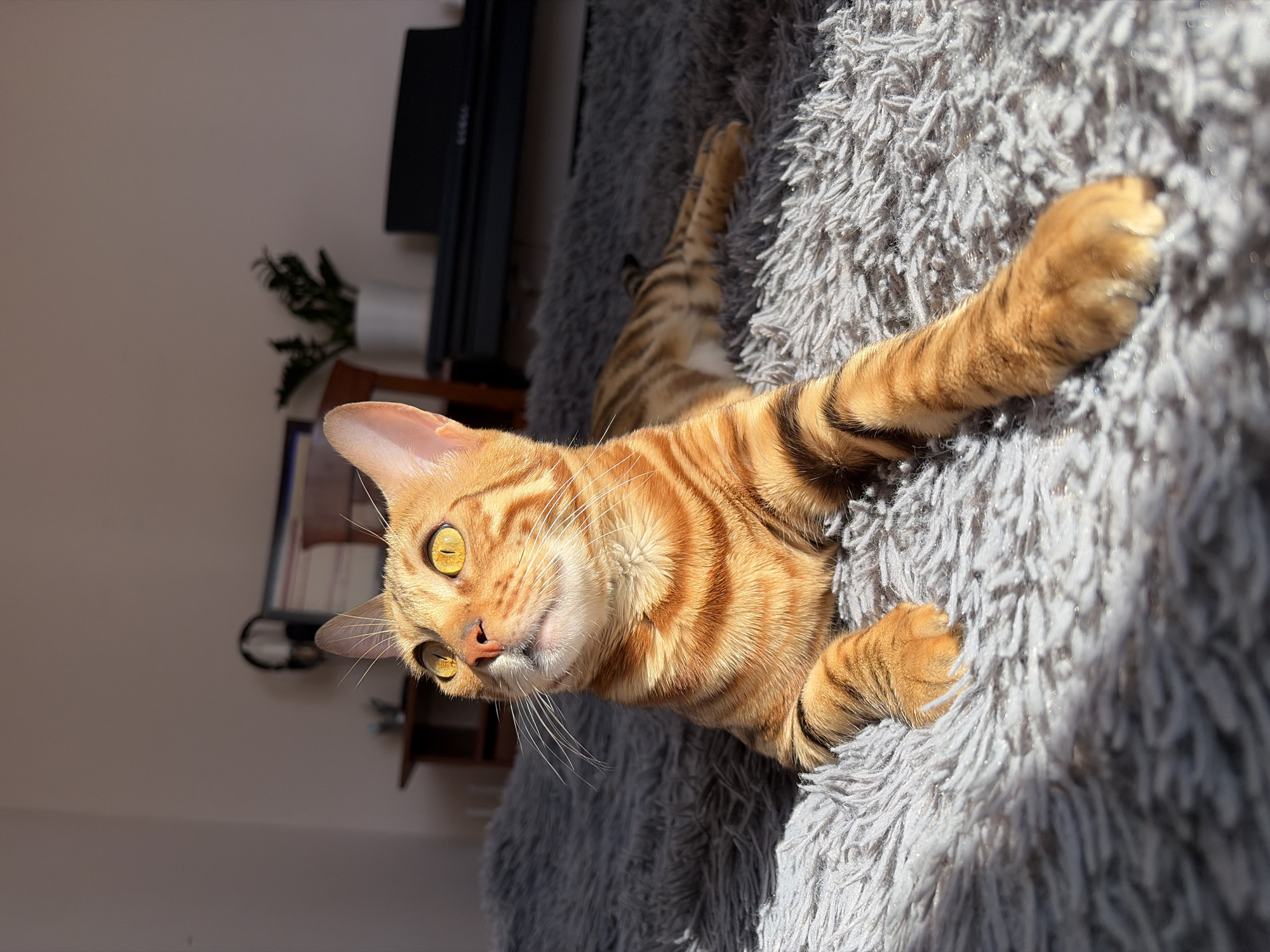 An indoor scene, likely a home in Krasnoyarsk, Russia, is depicted under bright, natural sunlight. The central subject is a beautiful short-haired tabby cat, possibly a Bengal breed, showcasing striking orange, golden, and brown stripes and spots across its fur.
The cat is captured in a playful or relaxed pose, lying on its back on a plush, shaggy light gray blanket or rug. Its body is angled diagonally across the frame, with its head turned directly towards the camera. Both front paws are extended outwards, as if stretching or reaching, with one paw notably reaching towards the top right corner of the image. The cat's eyes are wide open, a striking yellow-green, and focused intently on the viewer, conveying a sense of curiosity and alertness. A subtle, almost smiling expression plays on its face.
The background is softly blurred, revealing a light-colored wall on the left and some dark furniture, possibly a speaker or shelf, along with a small green plant in the deeper background. Strong, directional sunlight illuminates the scene, creating bright highlights on the cat's fur and the textured blanket, emphasizing the soft, inviting nature of the surroundings. The time of day appears to be sunny daytime, given the intensity and direction of the light. There is no visible text in the image.