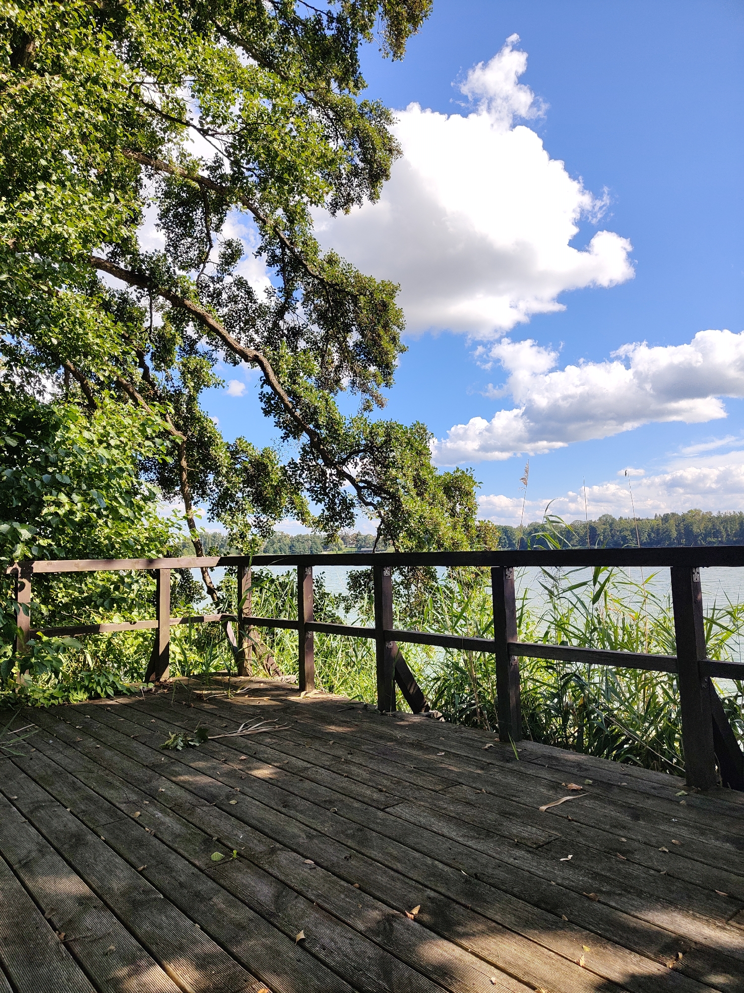 This image depicts a wooden deck overlooking a body of water, likely a lake, with lush greenery and trees framing the scene. The deck is constructed from weathered wooden planks and has a dark wooden railing. Beyond the railing, tall reeds and other vegetation grow along the water's edge. The water itself appears calm and reflects the bright blue sky, which is dotted with fluffy white clouds. In the distance, a treeline marks the opposite shore. The sunlight casts shadows on the deck, indicating it is daytime. This scene is located in the city of Dobiegniew, Poland, a region known for its natural beauty and numerous lakes. There are no people or animals visible in the image.