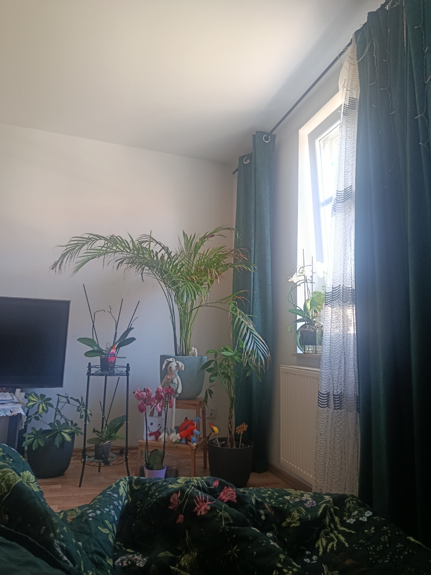 The image depicts an indoor scene, likely a living room, in Nowogrodziec, Poland. The room is filled with various houseplants, including a large palm in a gray pot, a smaller plant on a black metal stand, and orchids in pink and white. A television screen is visible on the left side of the frame. The room is illuminated by natural light coming through a window, which is partially covered by dark green curtains and a sheer white curtain with a patterned design. A white radiator is situated beneath the window. In the foreground, a dark green blanket or duvet with a floral pattern is spread out, partially obscuring the floor. Several decorative items, including stuffed animals and small figurines, are placed on a wooden stand near the plants. The overall impression is of a well-lit, plant-filled room.