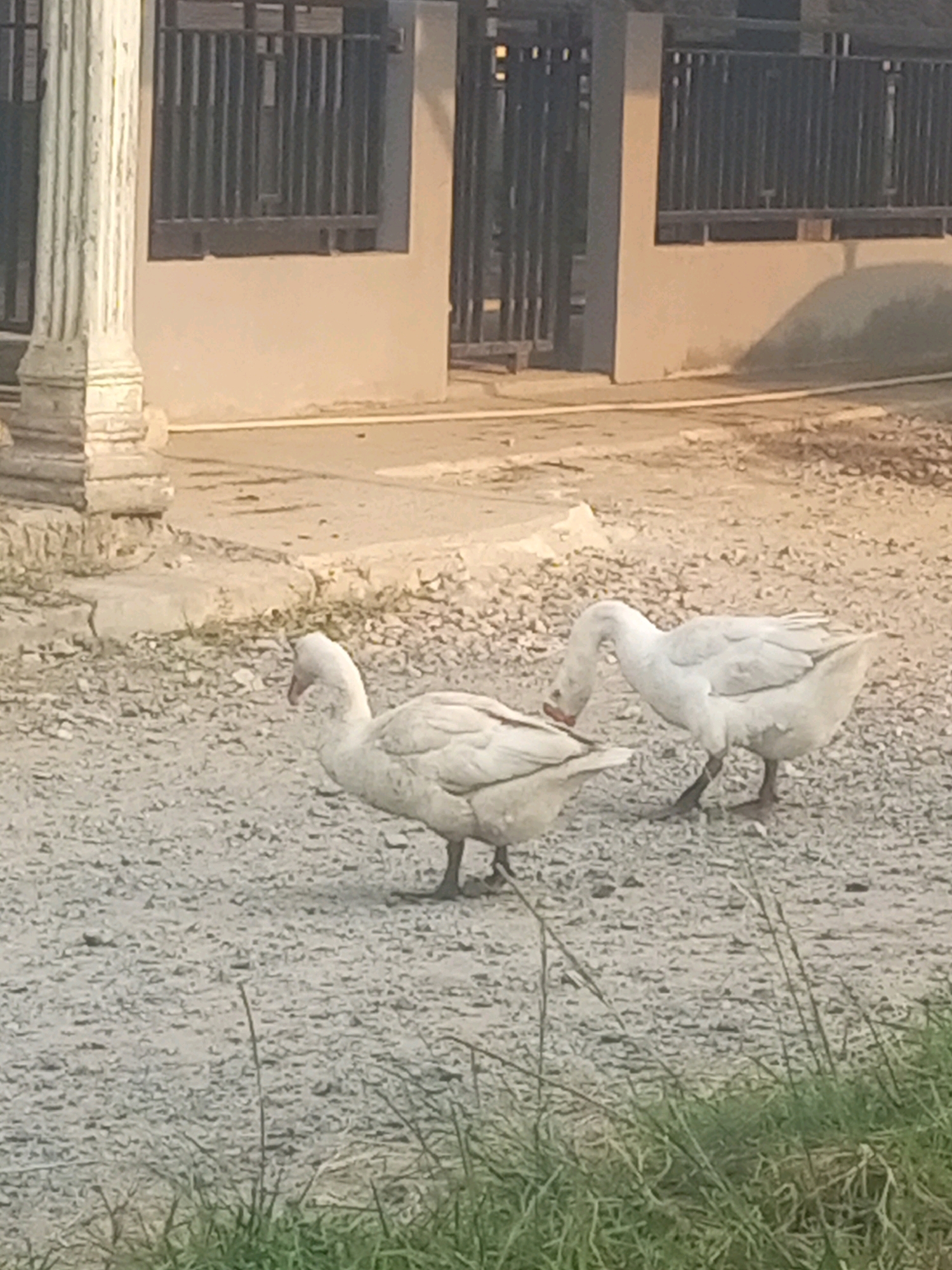 Two white geese are on a gravelly surface in front of a building with a dark metal fence and a concrete pillar. The goose on the left is facing right and appears to be looking down. The goose on the right is facing left and is bending its head down to the ground. The building appears to be beige. The ground is covered in small stones and dirt. There is some green grass in the foreground. The scene appears to be outdoors in a semi-urban or rural area. The image was taken in Jawilan, Indonesia.