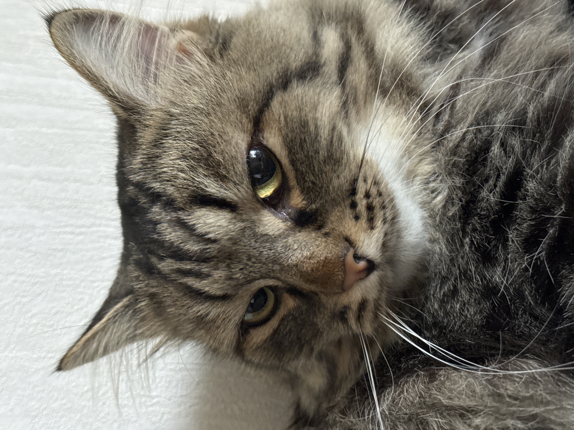 A close-up, slightly angled photograph depicts a tabby cat lying on a soft, white surface. The cat has predominantly brown and gray fur with distinctive black stripes and a white patch on its chest. The cat's eyes are yellowish-green. The cat's whiskers are white and prominently displayed. The image is not located in Perm, Russia, or any other city and no other people, objects or actions are present.