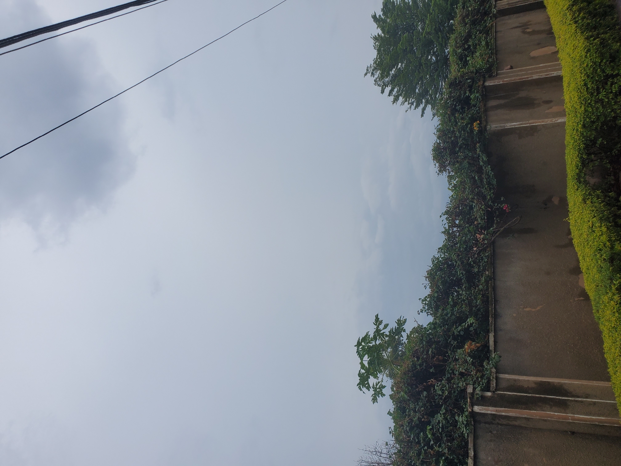 The image shows a grey, overcast sky above a concrete wall topped with dense green foliage. A papaya tree with large, distinctive leaves is visible on the left side of the wall, and a conifer tree with dark green needles is on the right. Power lines are strung across the upper right portion of the sky. The concrete wall appears weathered, with some vertical streaks and patches of discoloration. A neatly trimmed hedge of bright green bushes runs along the bottom of the image, in front of the wall. The scene is a residential area in Jos, Nigeria, likely a backyard or front yard with a boundary wall.