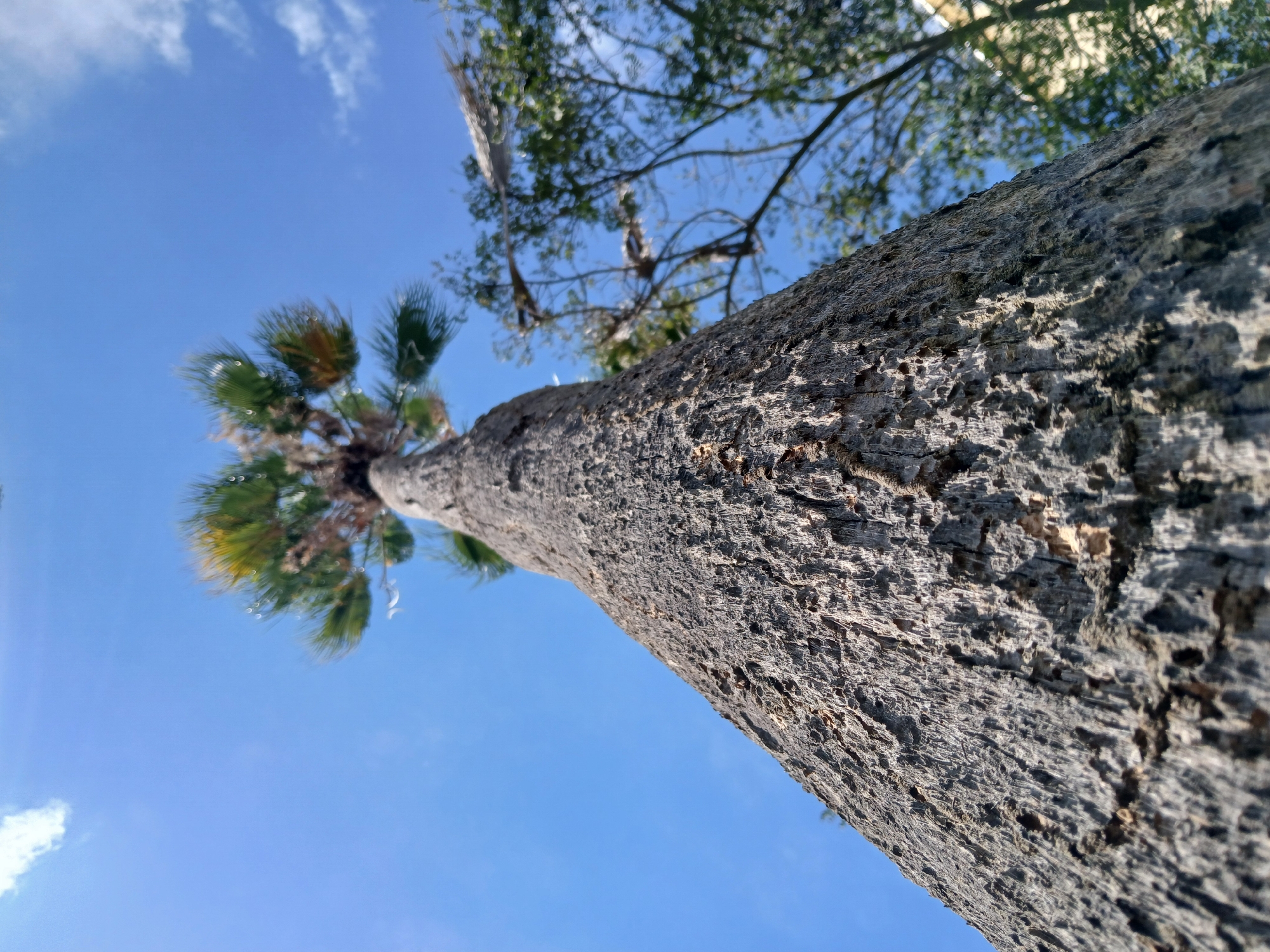 View looking up the trunk of a palm tree with fronds visible at the top, positioned against a clear blue sky with sparse white clouds. A second tree with green leaves is partially visible in the background. The tree is in Ciudad Guayana, Venezuela.