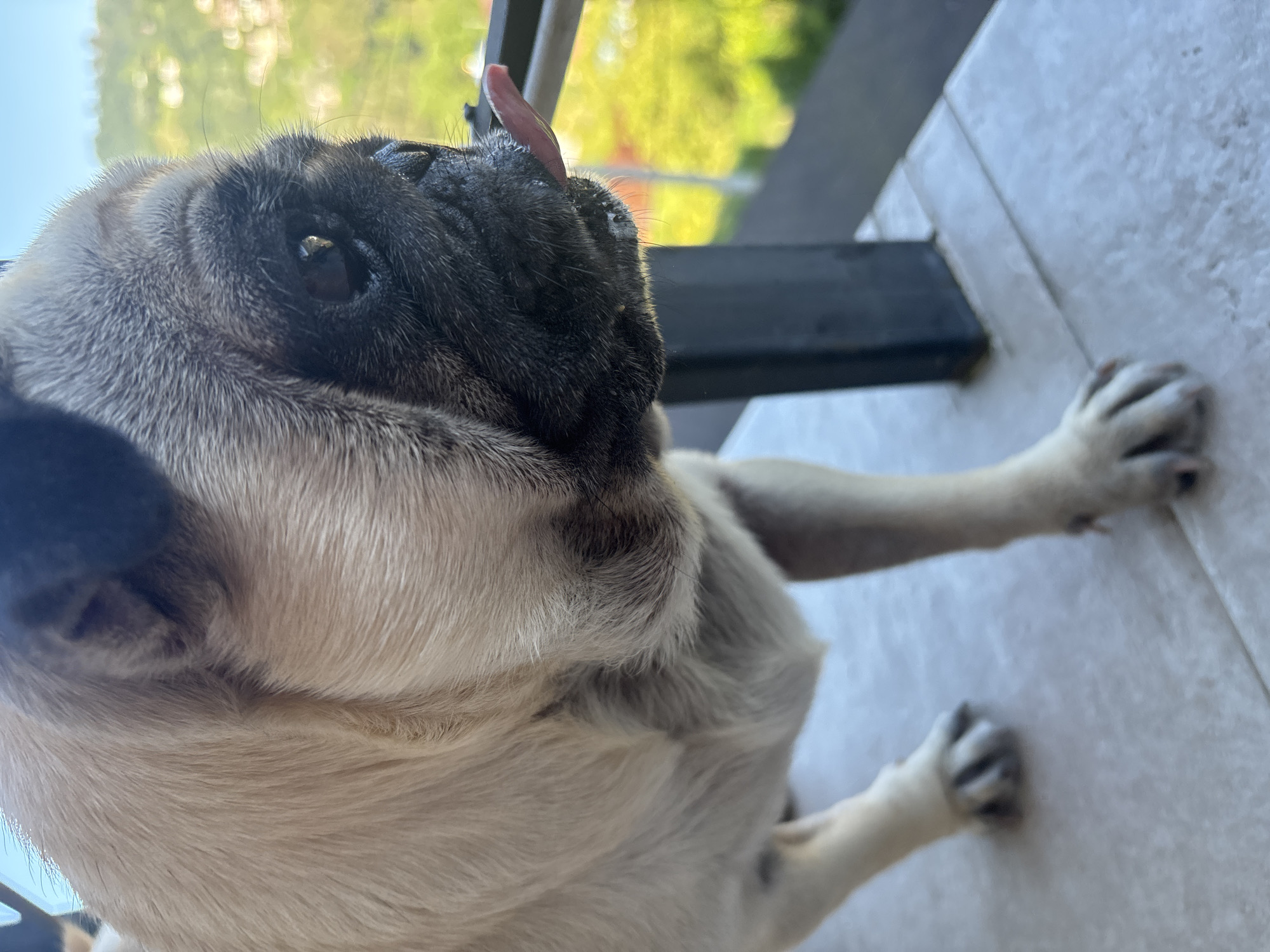 A fawn-colored pug dog is pictured from the chest up, in profile, with its tongue sticking out. The dog's face is wrinkled, and its eyes are dark. The dog's fur is short and soft. The dog is standing on a tiled surface, which appears to be a balcony. In the background, there is a blurred view of green trees and buildings, suggestive of a hillside urban environment. The sky above is a clear blue. The specific location of Sochi, Russia, is not identifiable from the visual information in the image.