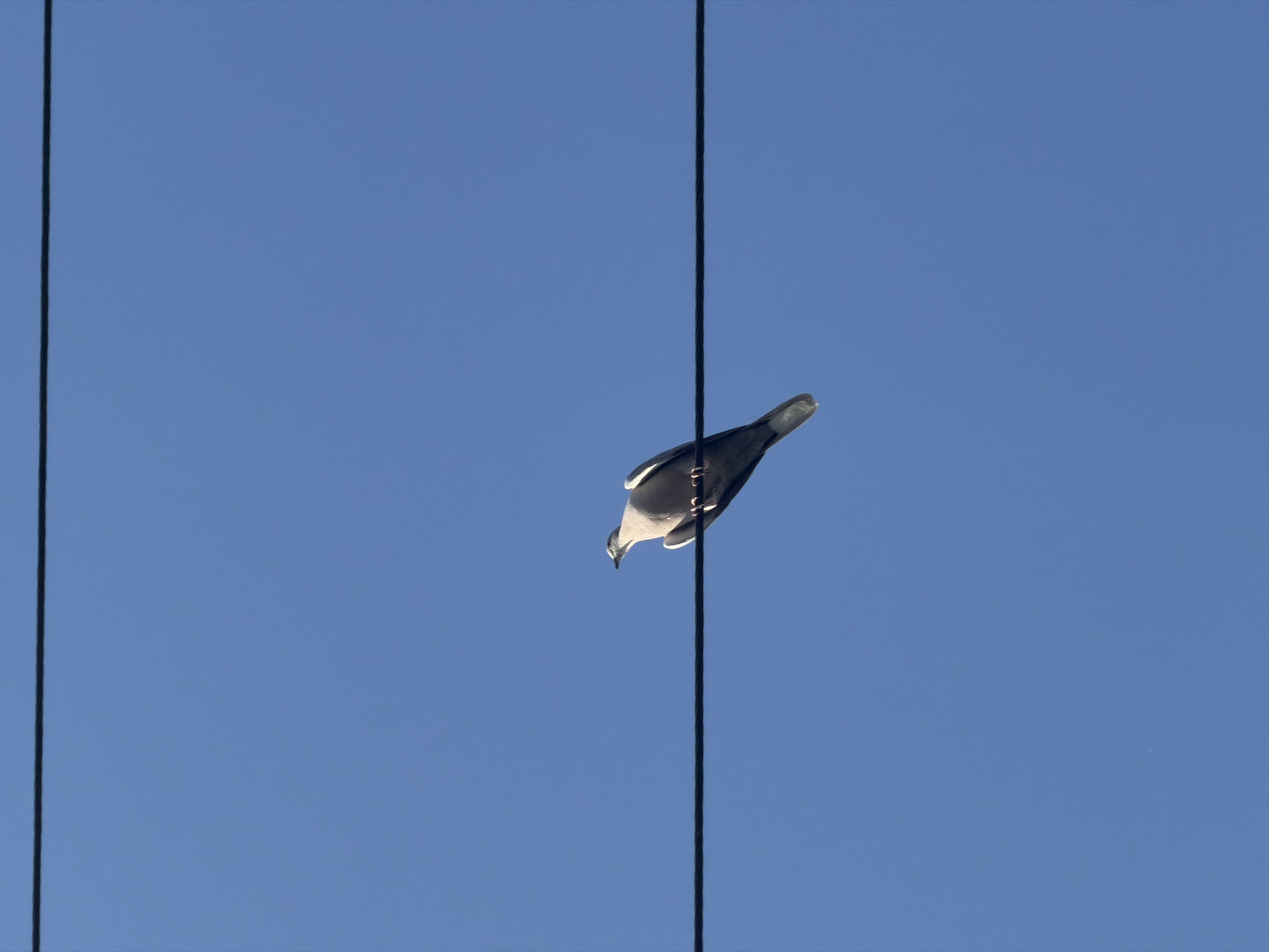 A single, light-colored bird is perched on a black wire against a clear blue sky. The bird is facing to the right, with its head slightly turned down. The wire is horizontal and appears to be suspended in the air. There are other black wires above and below the one the bird is on. The scene is observed from a low angle, looking up at the bird.
