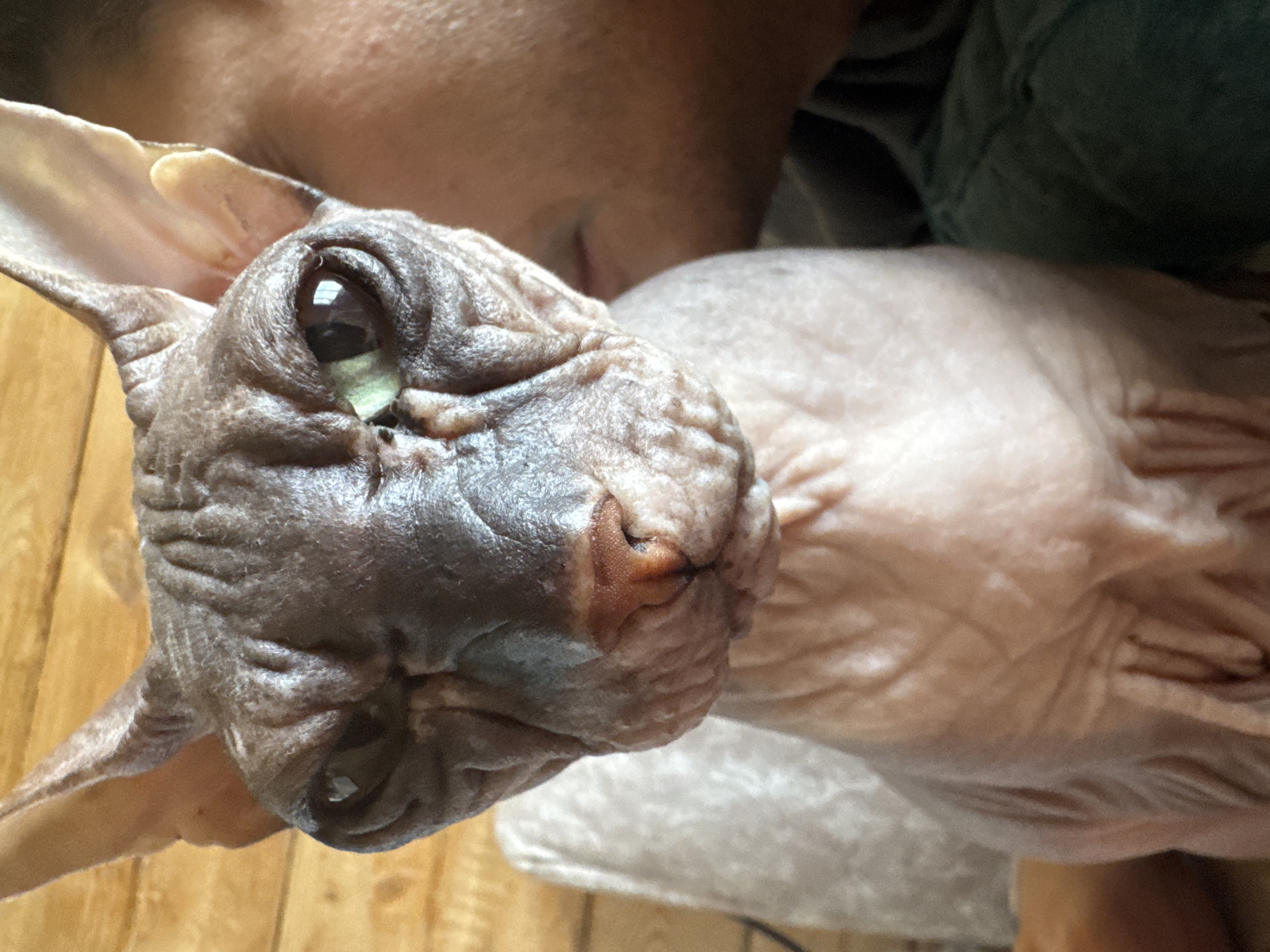 The image shows a close-up, head-on portrait of a Sphynx cat. The cat has wrinkled, greyish-pink skin and large, prominent ears. Its eyes are green and appear to be looking directly at the camera. The background is out of focus, but appears to be a wooden wall or surface, with a hint of a person's head and shoulder on the right side of the frame. A light-colored textured object, possibly a blanket or cushion, is visible behind the cat on the left. The cat is positioned centrally in the frame, with its face filling most of the image. There are no specific details in the image that would allow for the determination of its location in Nikolaevka, Russia.