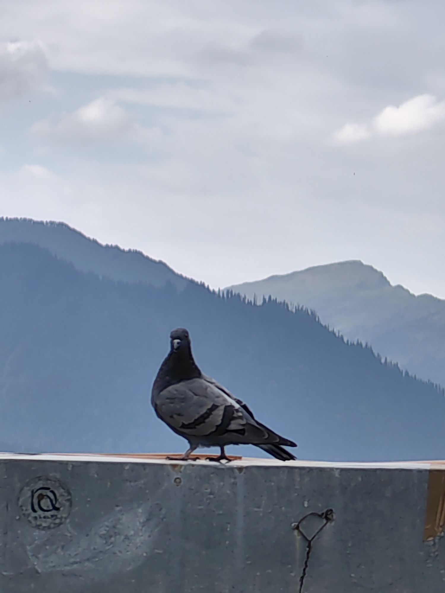 A pigeon stands on a metal railing with mountains in the background under a cloudy sky. The pigeon is facing the camera, its feathers are gray and black. The railing appears to be made of concrete with some graffiti and a metal hook attached. The mountains are covered in trees and are hazy, suggesting they are far away. The sky is filled with white clouds. There are no people in the image.
