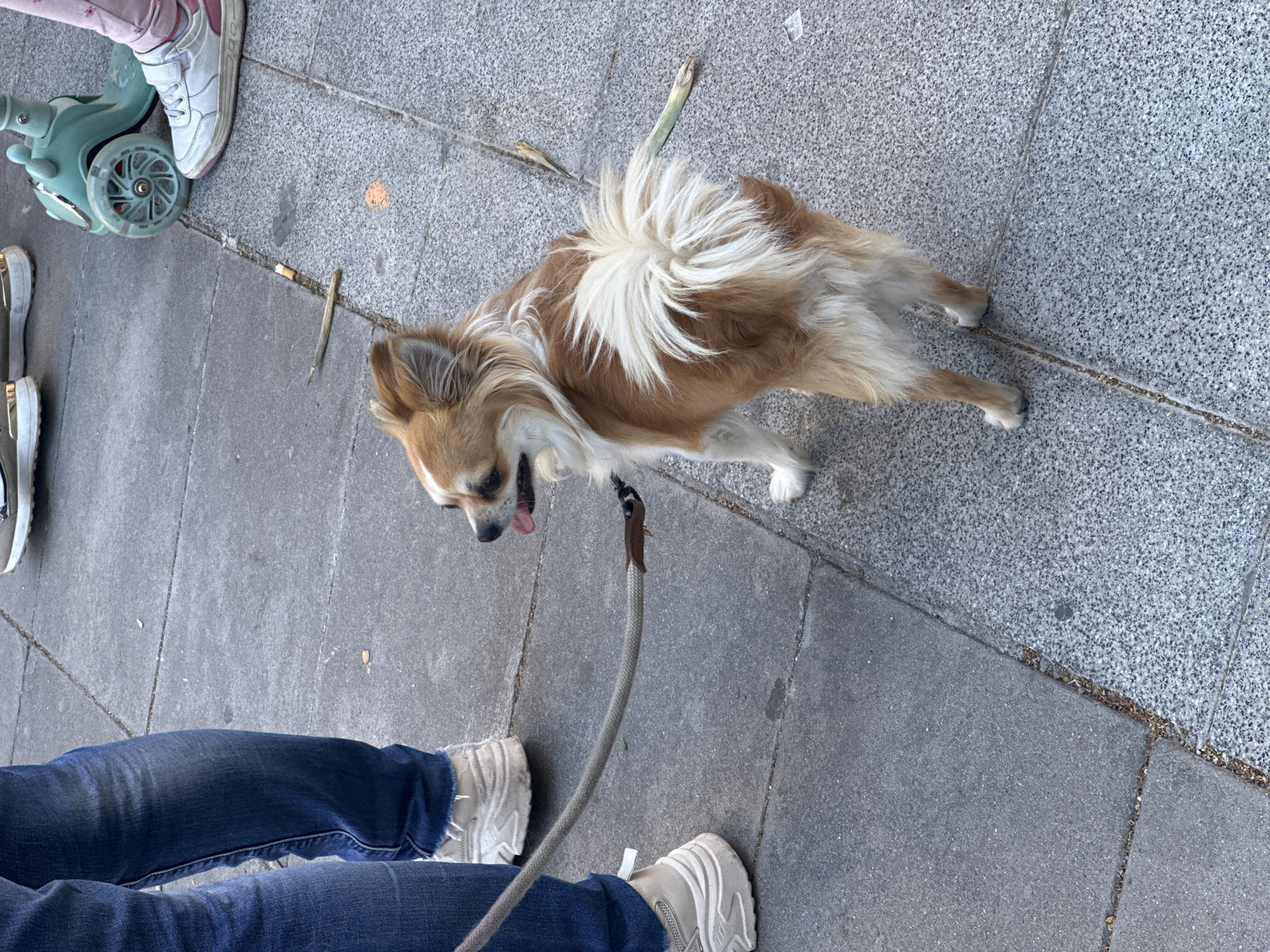 In Cornellà de Llobregat, Spain, a long-haired chihuahua on a leash stands on a sidewalk. The dog has tan and white fur and is looking to the left with its tongue slightly out. A person wearing blue jeans and white sneakers stands to the left of the dog, holding the leash. In the background, a teal scooter with a child's shoe on it is visible. The sidewalk is made of grey concrete pavers.
