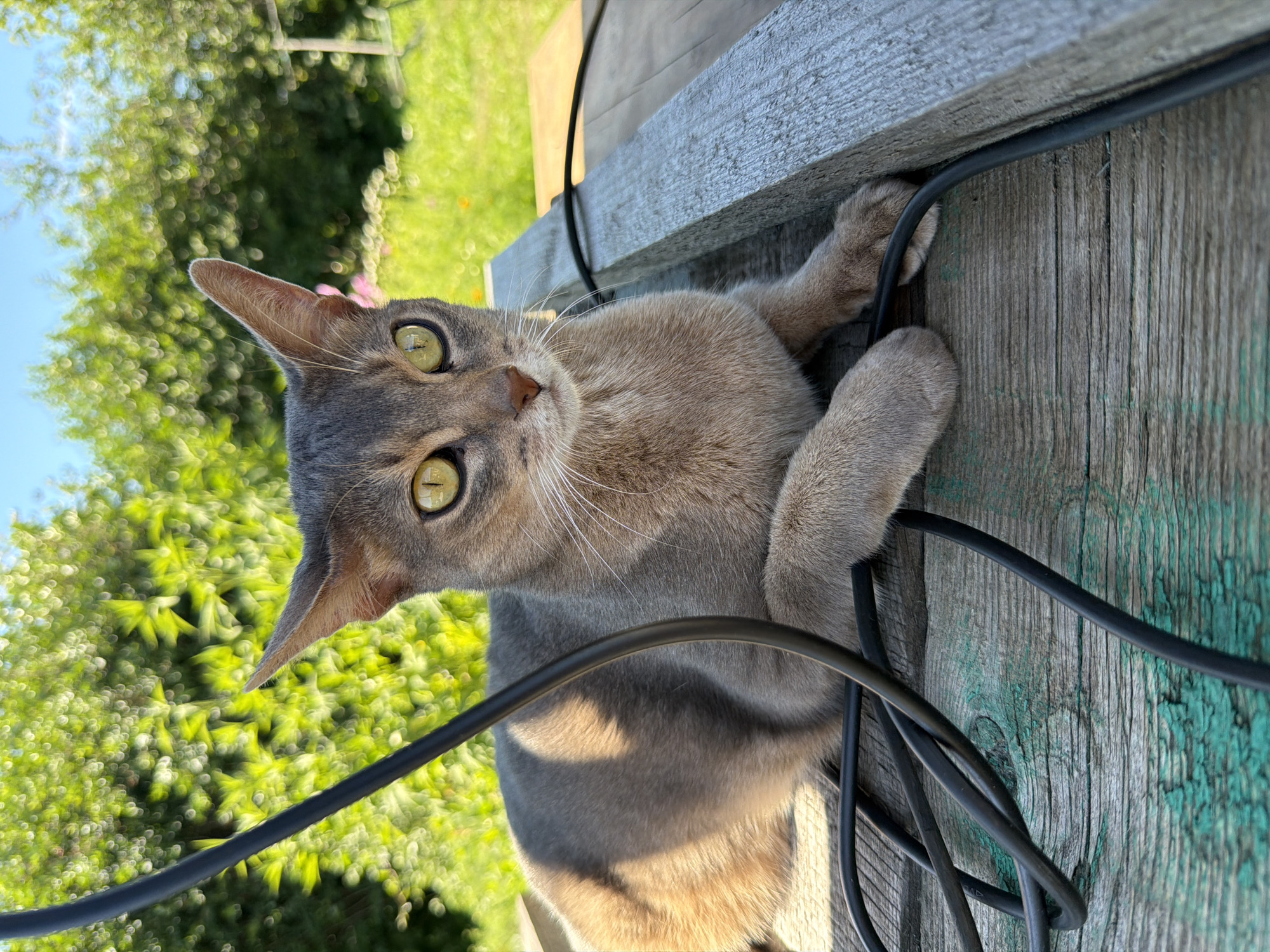 In this close-up, vertical, outdoor shot, a gray cat with striking yellow-green eyes is the central subject. The cat is positioned on a weathered wooden surface, possibly a fence or an outdoor structure, with its paws gripping a black cable. The cat's fur is a mix of gray and taupe, and its whiskers are prominent. Its gaze is directed upwards and slightly to the left, with a curious and alert expression. The background is a blur of vibrant green foliage and a bright blue sky, suggesting a sunny day. The wooden surface shows signs of age, with visible grain and remnants of green paint. The lighting indicates it's likely daytime, possibly late morning or early afternoon, with the sun casting soft shadows on the cat's fur and the wooden plank. The overall mood is one of natural curiosity and a moment captured in an outdoor environment. There is no visible text in the image. The location context is Petrovsky, Russia.