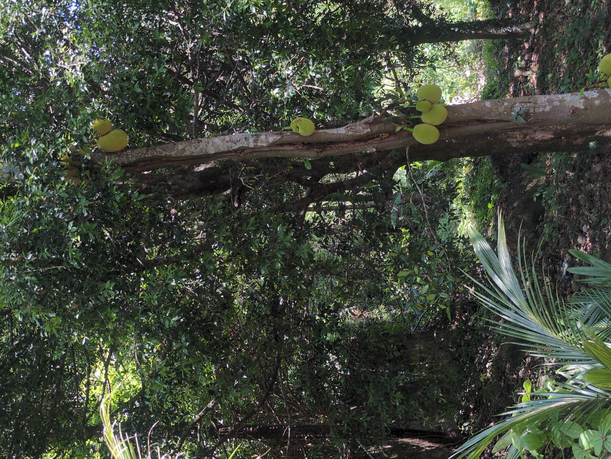 The image shows a horizontal tree trunk with jackfruit growing on it, surrounded by dense green foliage. The scene appears to be in a forested area. Considering the location is specified as Phú Quốc, Vietnam, the environment likely represents a tropical or subtropical setting with lush vegetation. No people, actions, or interactions are visible in the frame. The objects of interest are the jackfruit themselves and the fallen trunk.