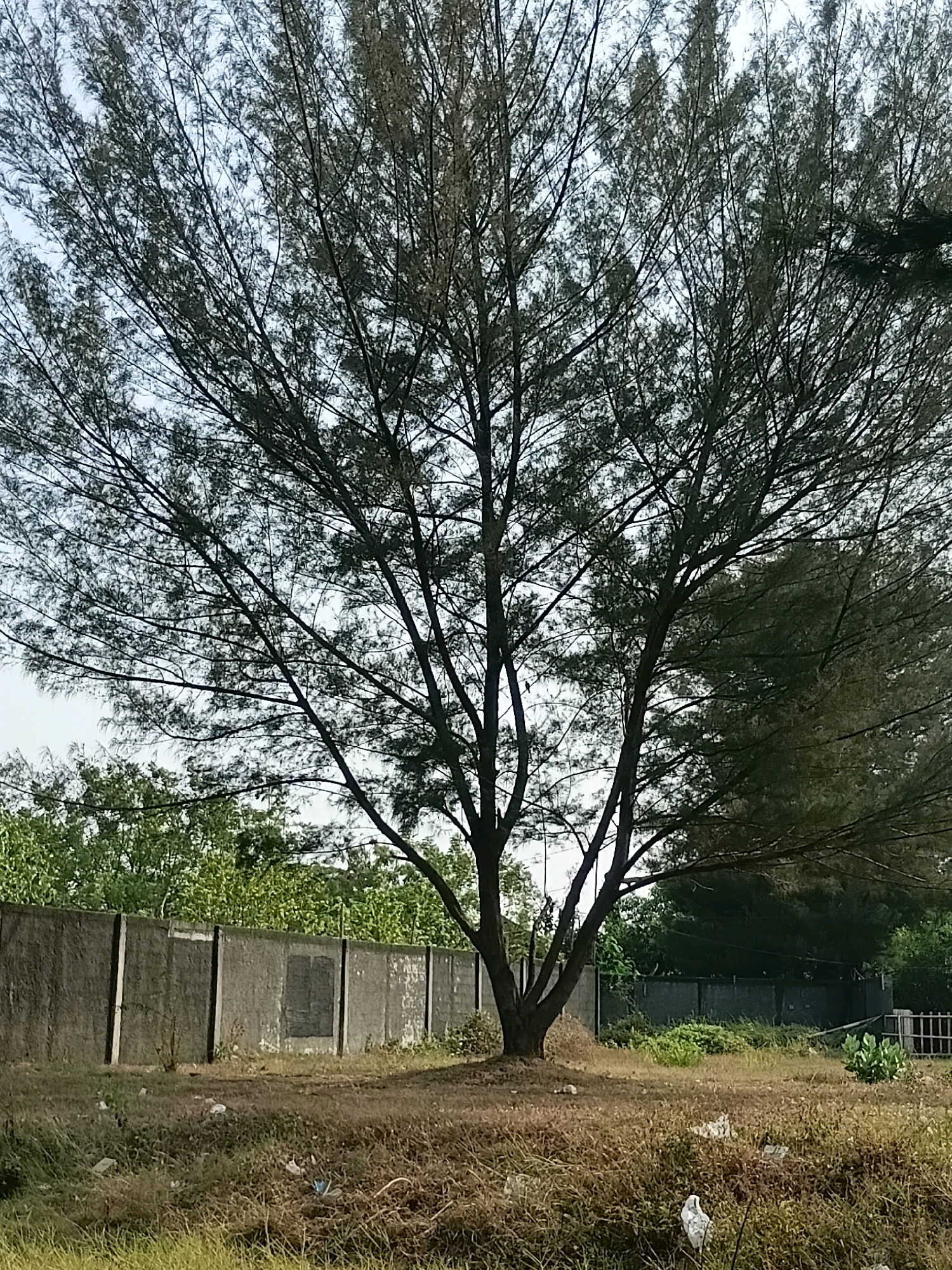 The image depicts an outdoor scene in Cikal, Indonesia. A large tree with sparse, needle-like foliage dominates the foreground, its branches extending widely against a pale sky. In the middle ground, a grey concrete wall runs horizontally, showing signs of age and some discoloration. Behind the wall, a dense line of green trees and foliage is visible. The ground in front of the wall is covered with dry grass and scattered pieces of white trash, including plastic bags and wrappers. A few more trees and some vegetation can be seen further back, with a dark fence in the distance. The overall impression is of a somewhat neglected outdoor area with a natural elements contrasted by man-made structures and debris.