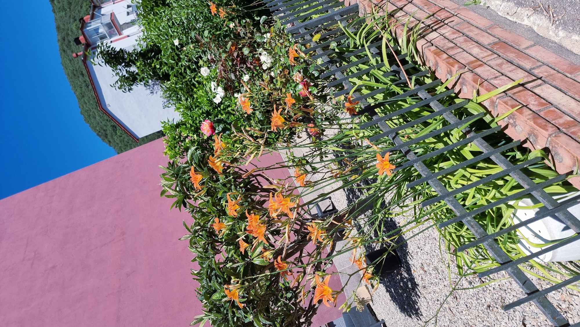 A bright pink wall dominates the left side of the image, contrasting with a clear blue sky. In the foreground, a cluster of vibrant orange daylilies with green foliage grows behind a dark metal fence. To the right of the pink wall, a white house with a red roof is visible, nestled against a lush green hillside. A few scattered pink and white roses add touches of color to the garden. The ground is covered with gravel and a brick wall forms the base of the fence. The scene appears to be a sunny day in a residential area.