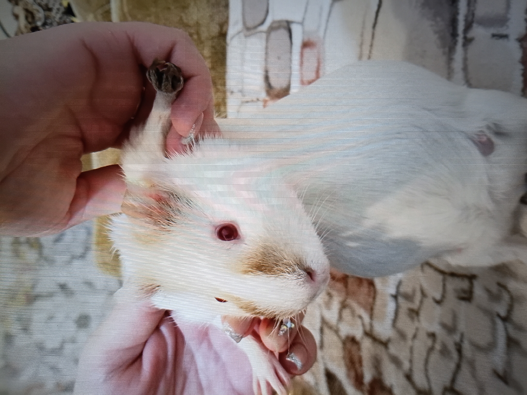 A close-up, slightly out-of-focus, vertical shot captures a white and tan guinea pig with red eyes. Two human hands are visible, one holding the guinea pig's ears and the other gently supporting its front. The guinea pig is positioned facing left, with its head tilted slightly upwards. The background appears to be a textured surface, possibly a blanket or bedding, with hints of brown and beige patterns. No specific location in Tiraspol, Moldova, can be identified from the image.