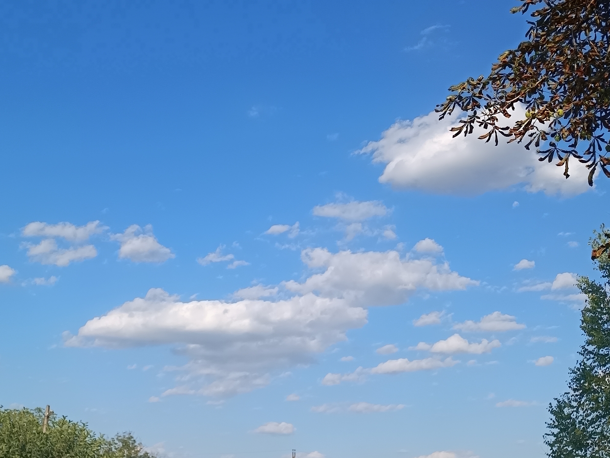 The image depicts a bright blue sky filled with scattered white cumulus clouds. In the upper right corner, a branch of a tree with brown and green leaves extends into the frame. The lower portion of the image shows the tops of green trees and foliage, suggesting an outdoor, possibly park or natural setting within a city. There are no people or visible structures in this particular view, other than what appears to be a distant structure on the horizon line, too indistinct to identify.