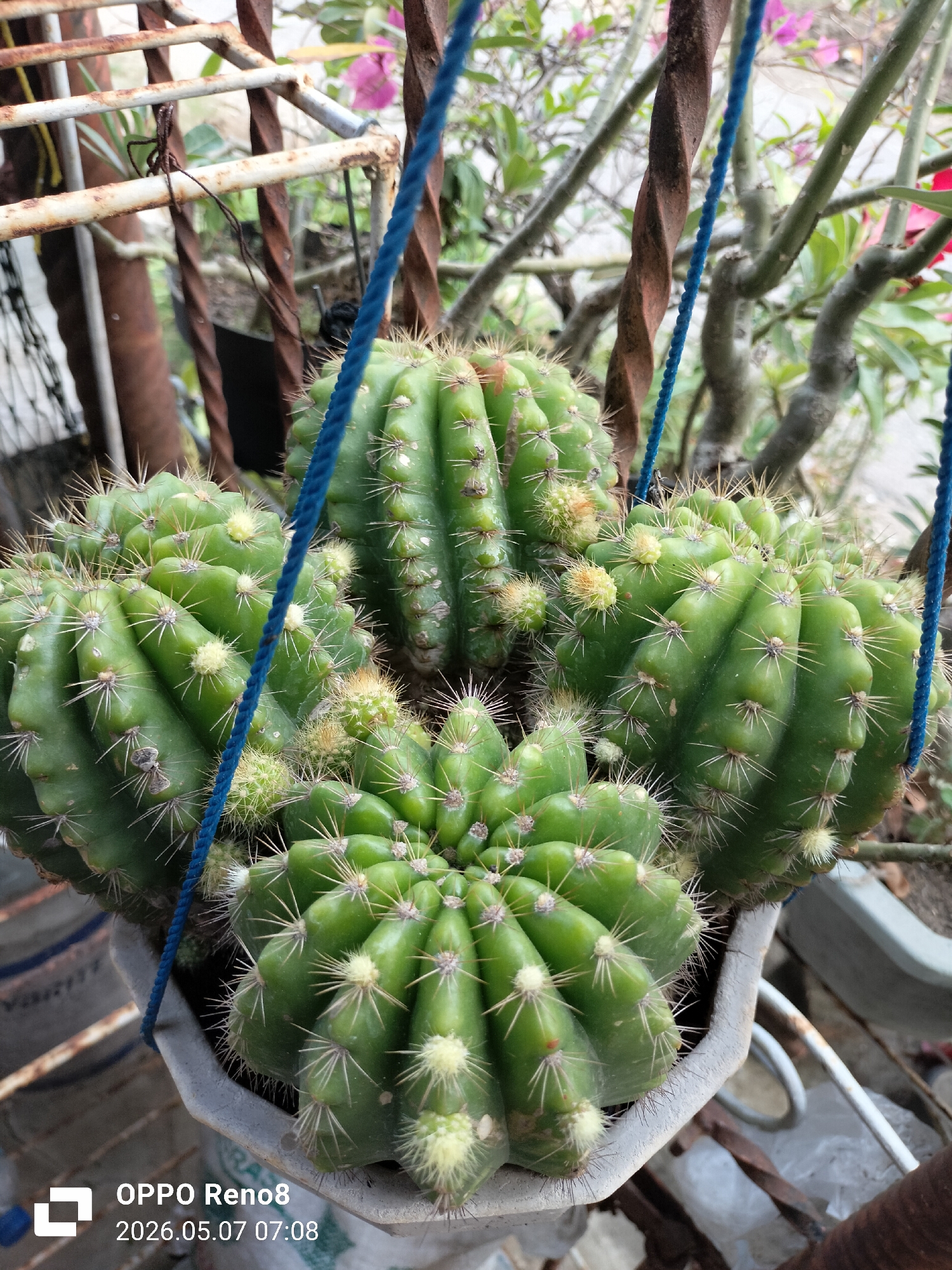 The image depicts a close-up of four barrel cacti in a hanging planter. The cacti are green, spherical with vertical ridges, and covered in small, white spines. They are clustered together in a gray, octagonal planter that hangs from a blue rope. The background includes a rusty metal structure, foliage, and a glimpse of another planter. The timestamp indicates the photo was taken on 2026.05.07. in Lhokseumawe, Indonesia.