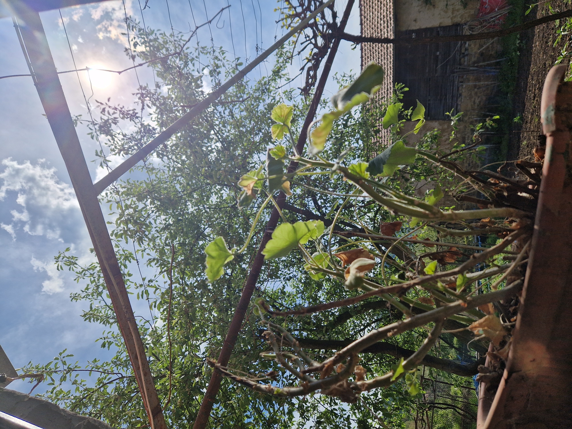 The scene is an outdoor view in Raduvene, Bulgaria, taken from a low angle, looking upwards. The sun is visible through tree branches in a partly cloudy sky. A metal structure, possibly a support frame, is in the foreground. Plant life, including green leaves and dried branches, fills the frame. A building with a tiled roof is visible in the background. The overall composition is slightly tilted, creating a dynamic perspective. The scene appears to be a garden or yard setting.