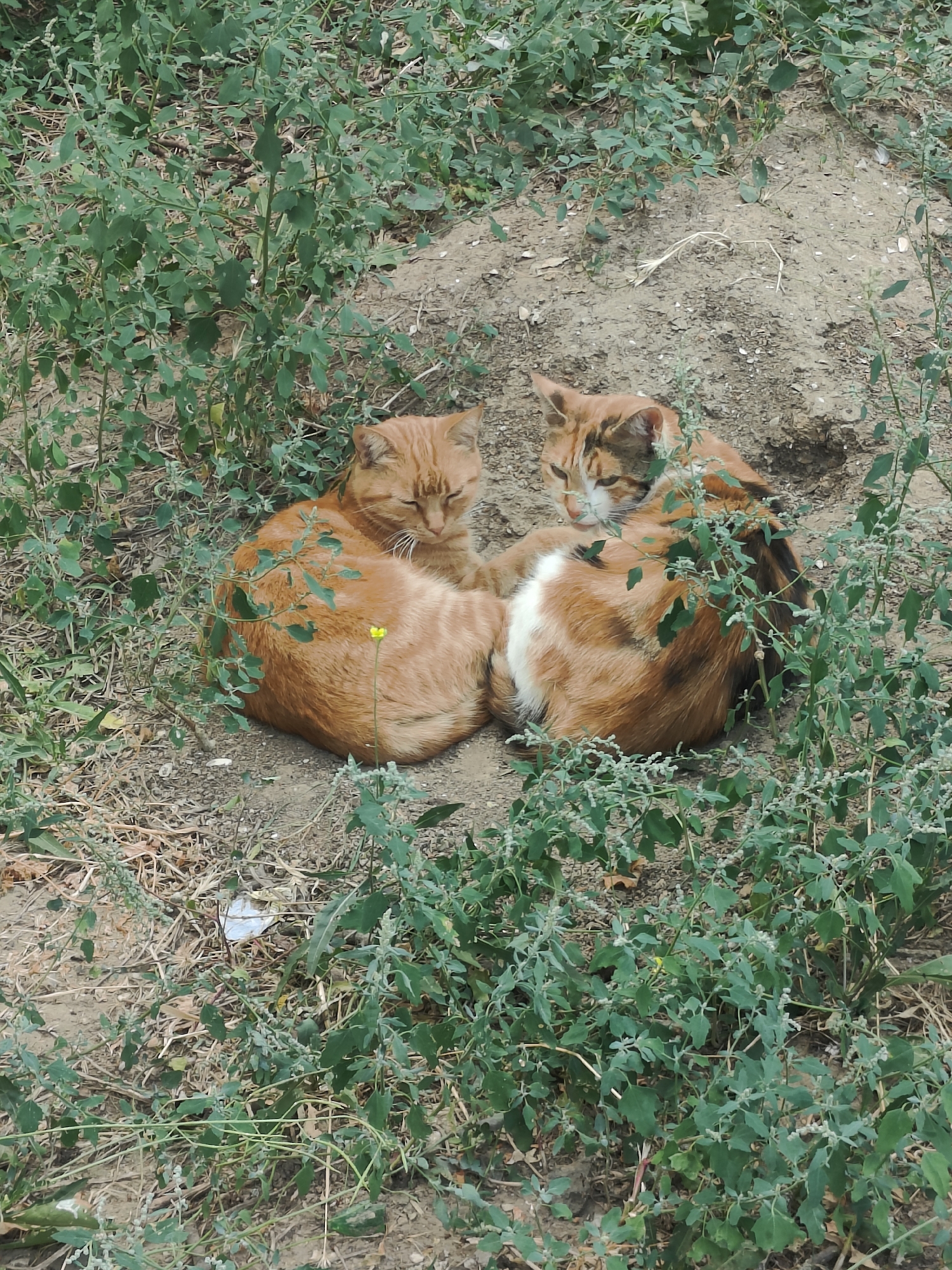 Two ginger cats are curled up together on the ground, nestled amongst low-lying green foliage and dry grass. The cat on the left is a solid ginger color with its eyes closed. The cat on the right is a calico with patches of ginger, black, and white, and its eyes are partially open, looking towards the other cat. The ground is composed of dirt and small stones. The scene appears to be an outdoor, possibly urban environment, such as a park or unkempt yard, in the city of Chornomorsk, Ukraine.