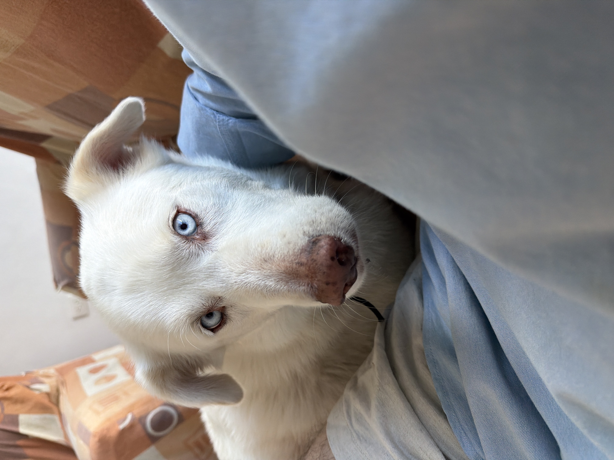 A close-up, tilted shot features a white dog with striking blue eyes. The dog's head is tilted, giving it a curious expression. Its nose is pinkish-brown with a few freckles. Part of the dog's body is visible, covered in white fur. To the right of the dog is a blue, textured fabric, possibly a shirt or blanket. In the background, on the left side, a brown and beige patterned surface is visible, possibly a cushion or part of a sofa.
There is no indication in the image that provides the location in the city of De Santiago Mixquitla, Mexico.