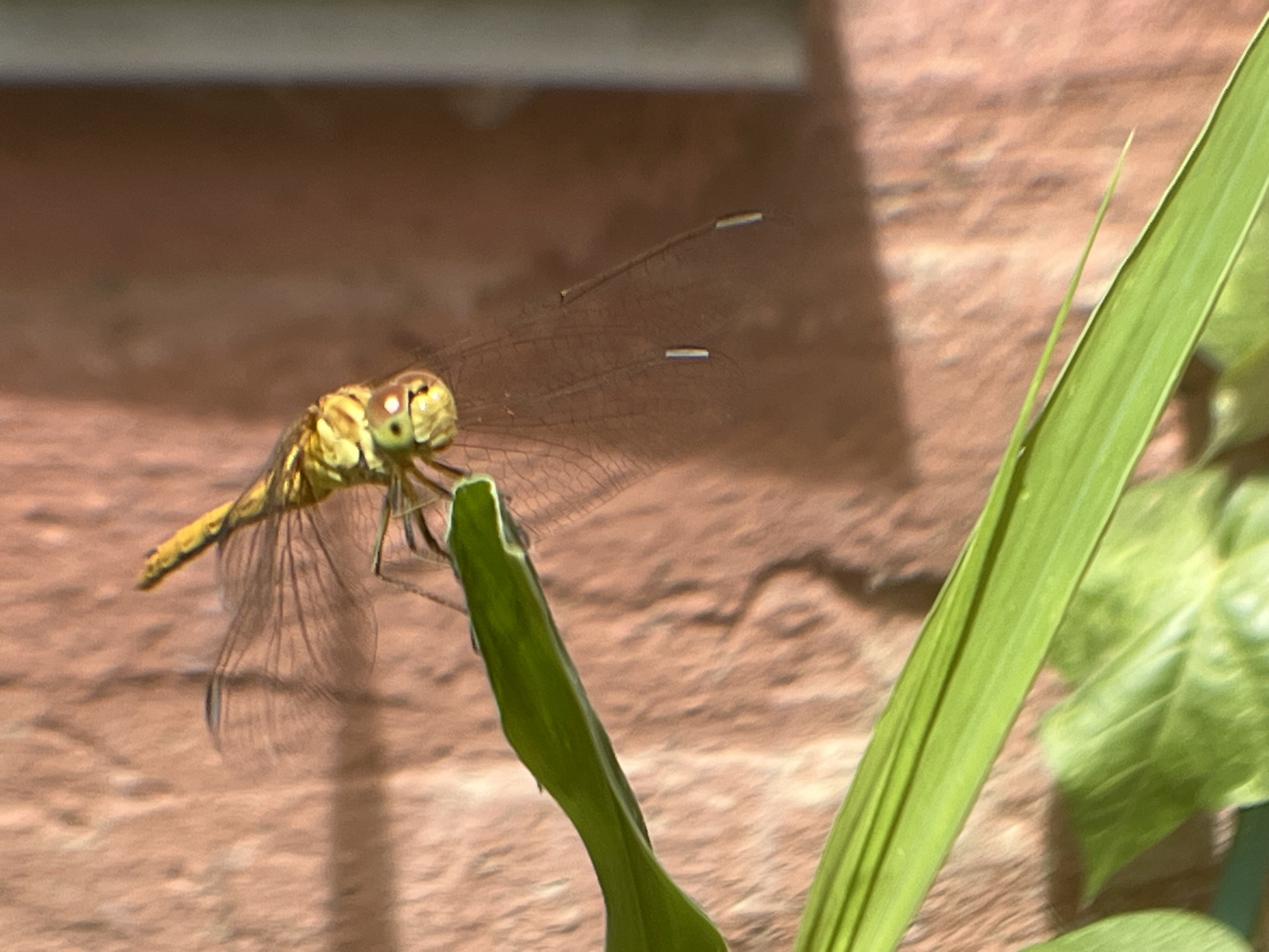 The image shows a close-up of a yellow dragonfly resting on a blade of grass. The dragonfly has large, compound eyes and transparent wings with a delicate network of veins. The grass blade is green and sharp. In the background, a brick wall is visible, and the lighting suggests it is daytime. The location in Krasnyye Barrikady, Russia, is not directly discernible from the visual elements of the image itself, as it lacks any specific landmarks or identifiable features of that particular city.