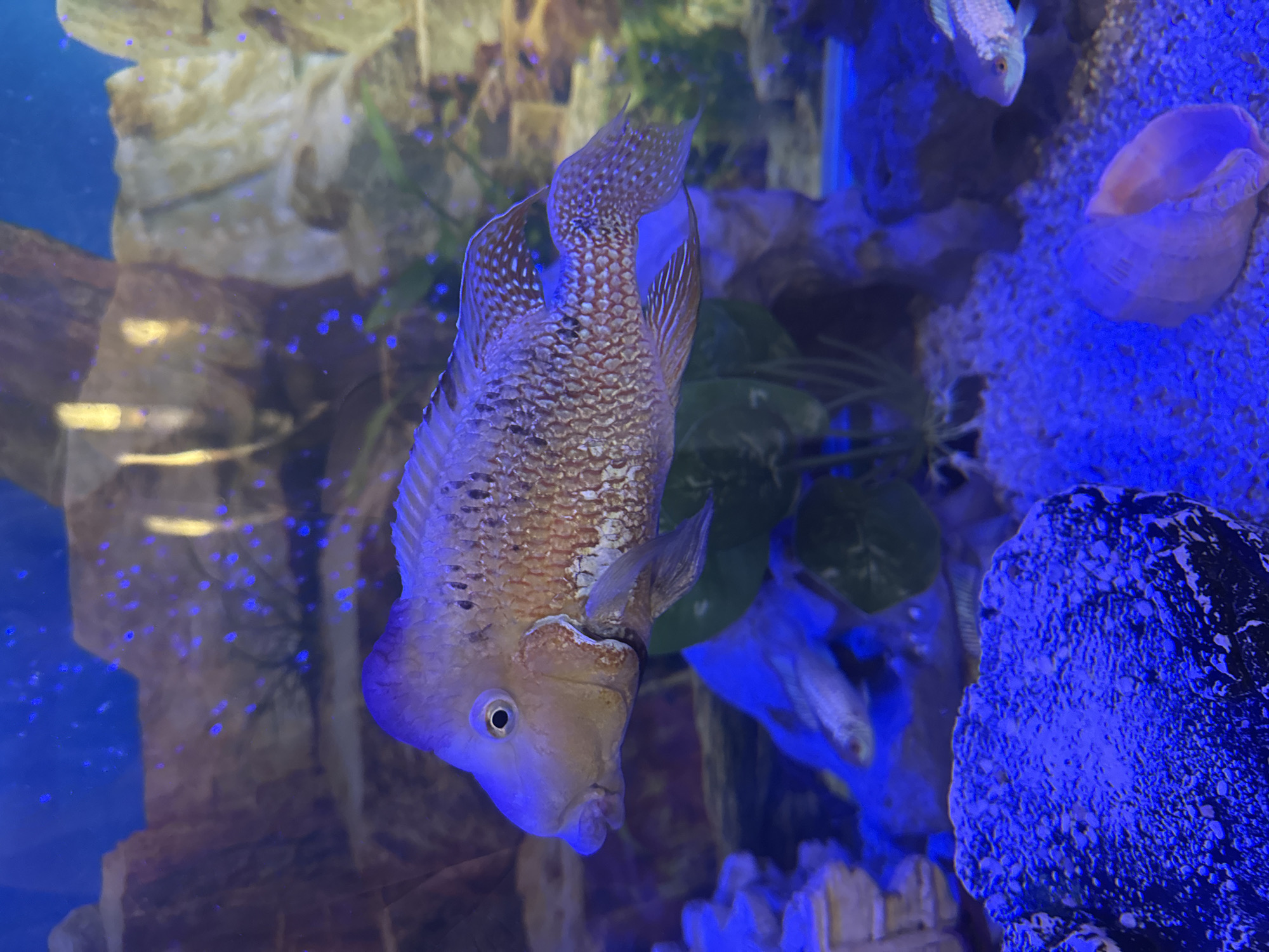 An aquarium, illuminated by blue light, contains a large, ornate fish with tan and reddish-brown scales and white markings. The fish has a prominent forehead hump and a dark eye. It is positioned in the center of the frame, swimming horizontally. The background features rocky formations, some artificial plants, and a sandy substrate. In the lower right, a shell is visible. Other smaller fish are present in the background, partially obscured. There is no information about the city of Mikhaylovsk, Russia, in the provided image.