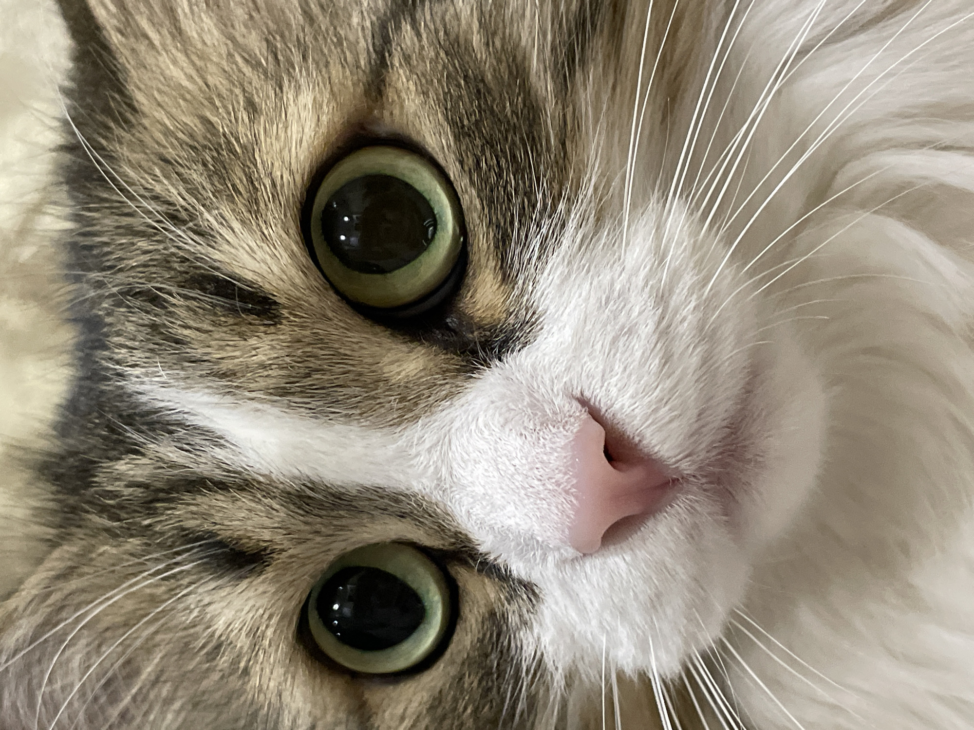 The image is a close-up of a cat's face. The cat has green eyes, a pink nose, and a mix of brown, white, and grey fur. The image shows the cat's eyes, nose, and the surrounding fur and whiskers in detail. The city of Izhevsk, Russia, is not discernible from the image.
