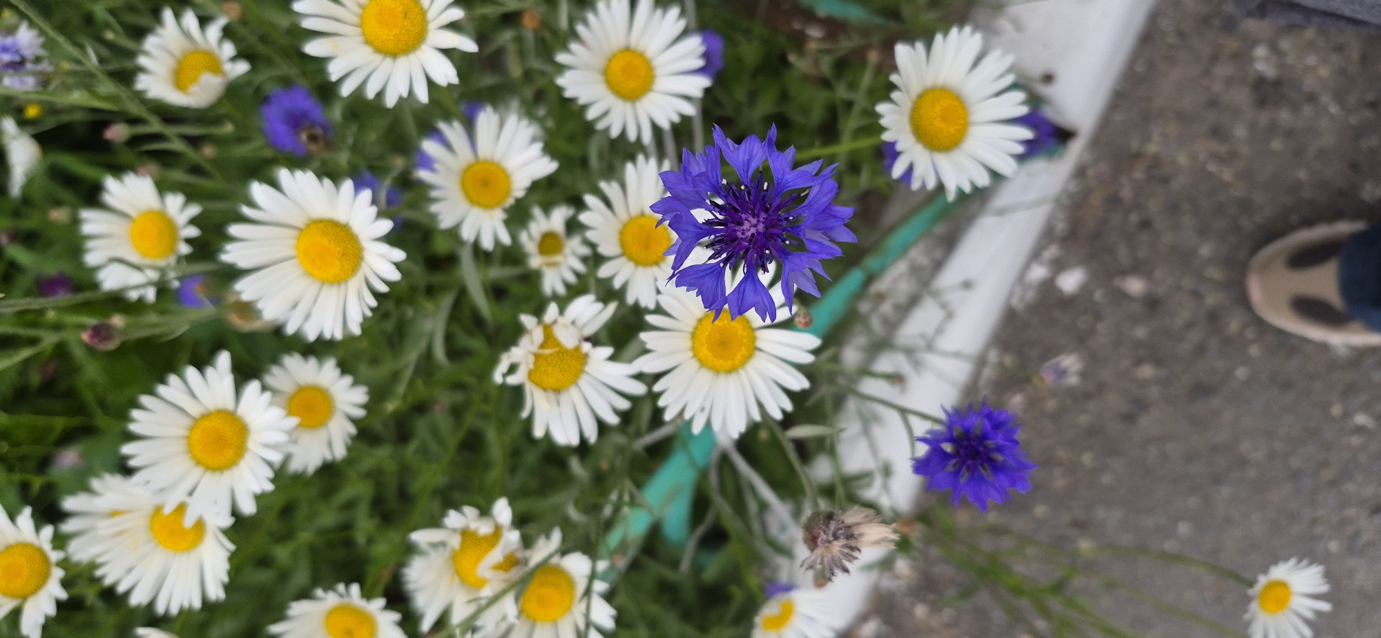 The image shows a close-up, top-down view of a patch of wild daisies and cornflowers. The flowers are in various stages of bloom, with some fully open and others in bud. The ground appears to be a mixture of concrete and gravel, with a white border at the bottom. The scene is likely in Ussurijsk, Russia, as indicated by the prompt. There is a foot in the lower right corner, suggesting someone is standing near the flowers. The lighting is natural, and the overall impression is one of a simple, natural scene within an urban environment.