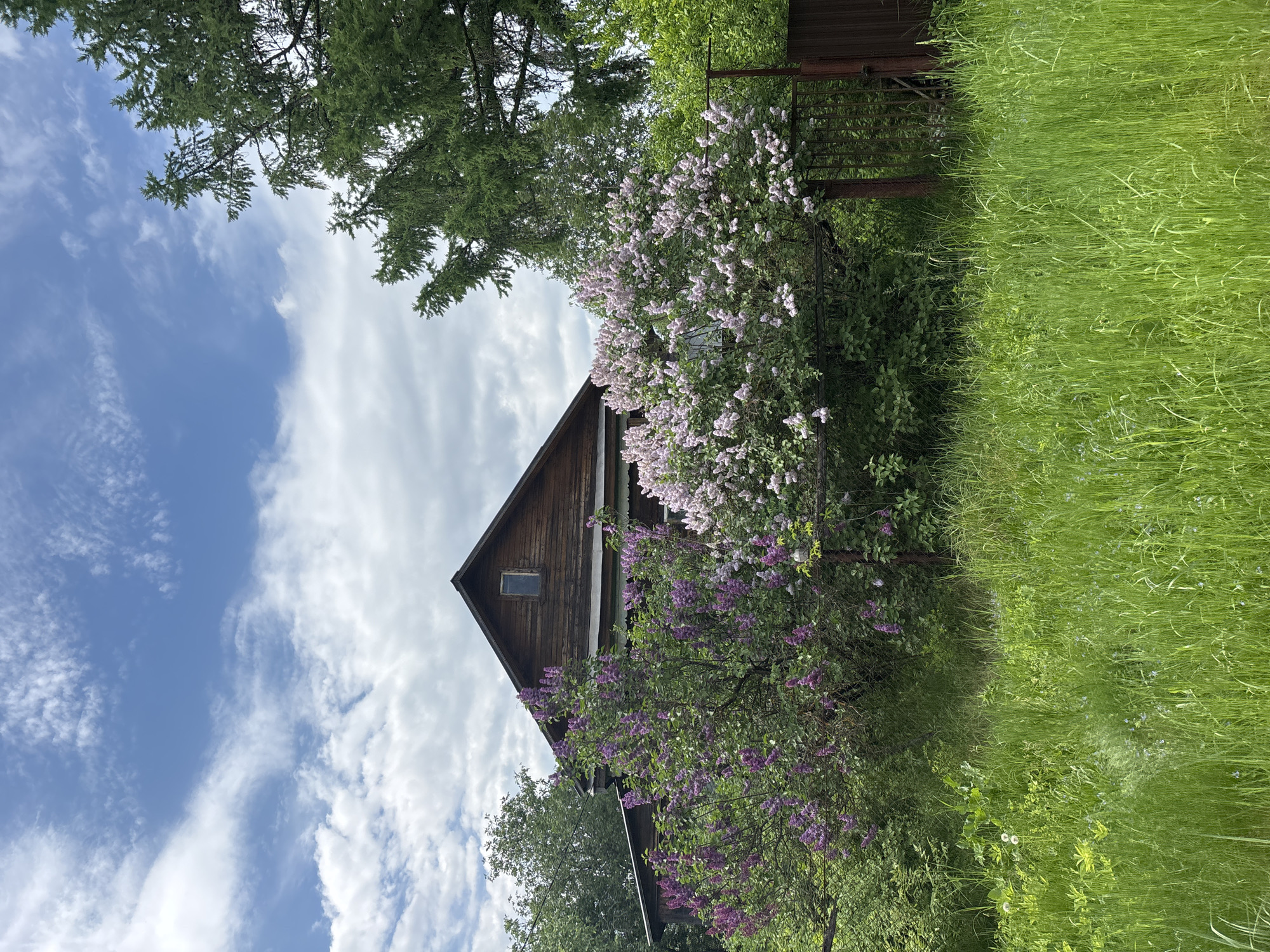 The image shows a rustic wooden house with a gabled roof in a rural setting. The house is partially obscured by lilac bushes in bloom, with purple and white flowers visible. Tall green grass is present in the foreground, and trees with green foliage frame the top and left side of the image. The sky is blue with scattered white clouds. A fence is visible behind the lilac bushes. The image is rotated. There is no evidence in the picture to definitively place the scene in Мещёры, Russia.