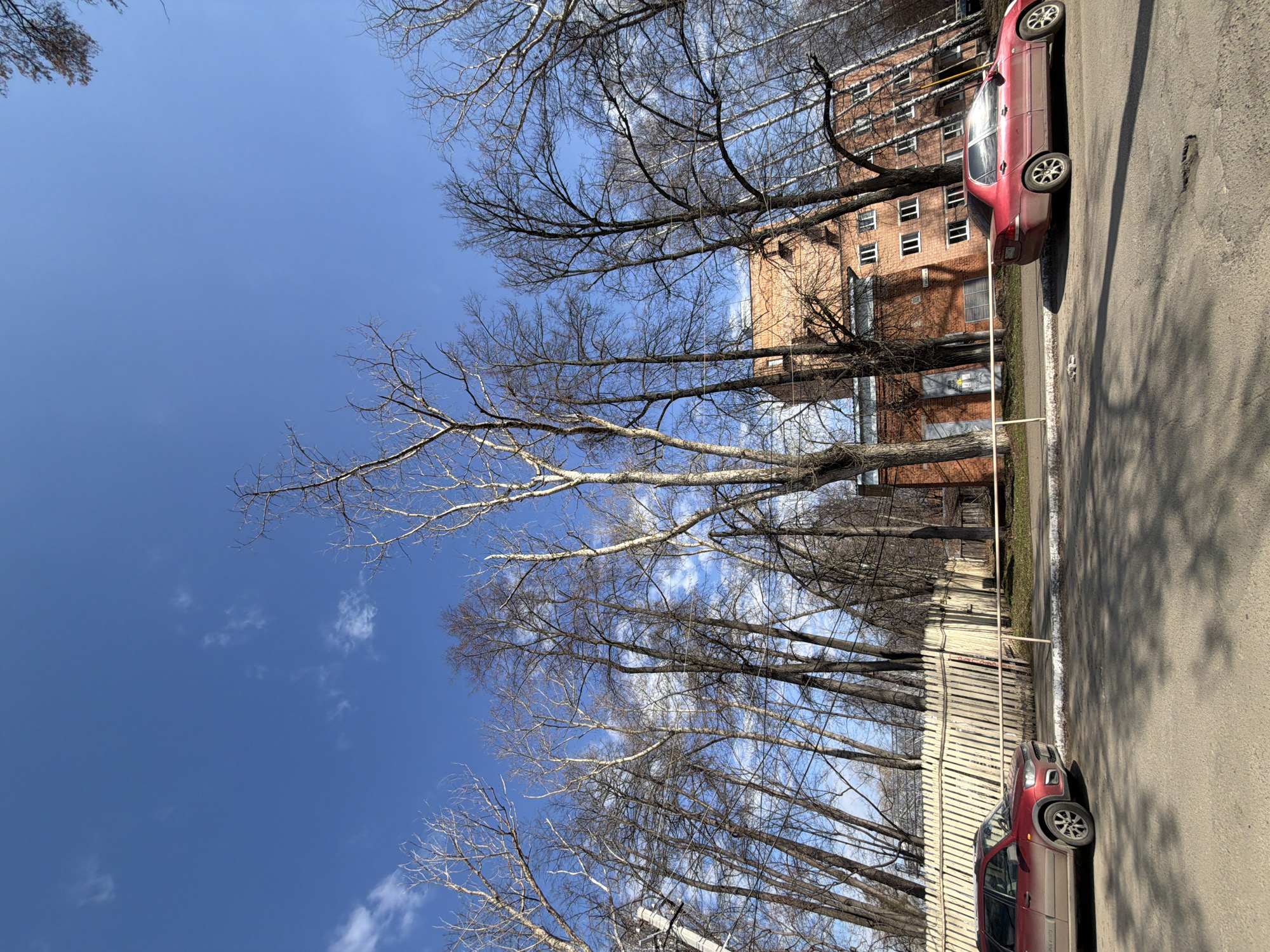 The image depicts a sunlit outdoor scene in Sarapul, Russia, characteristic of late winter or early spring. A clear, vibrant blue sky with scattered wispy white clouds forms the backdrop. Numerous deciduous trees, completely bare of leaves, stand tall, their intricate branches reaching upwards and dominating the left and central parts of the frame.
In the mid-ground, partially hidden by the trees, stands a multi-story brick residential building with several visible windows. A light-colored wooden fence runs horizontally across the scene, separating the tree line from the street area.
On the right side, an asphalt road is visible. Two red vehicles are parked along the side of the road: a sedan in the mid-ground and a larger, possibly SUV-type, vehicle in the foreground. Both cars appear somewhat dusty. Long shadows cast by the trees stretch across the road, indicating a bright, sunny day, likely during the mid-morning or afternoon. No specific activity or human presence is observed, and no discernible text is visible.