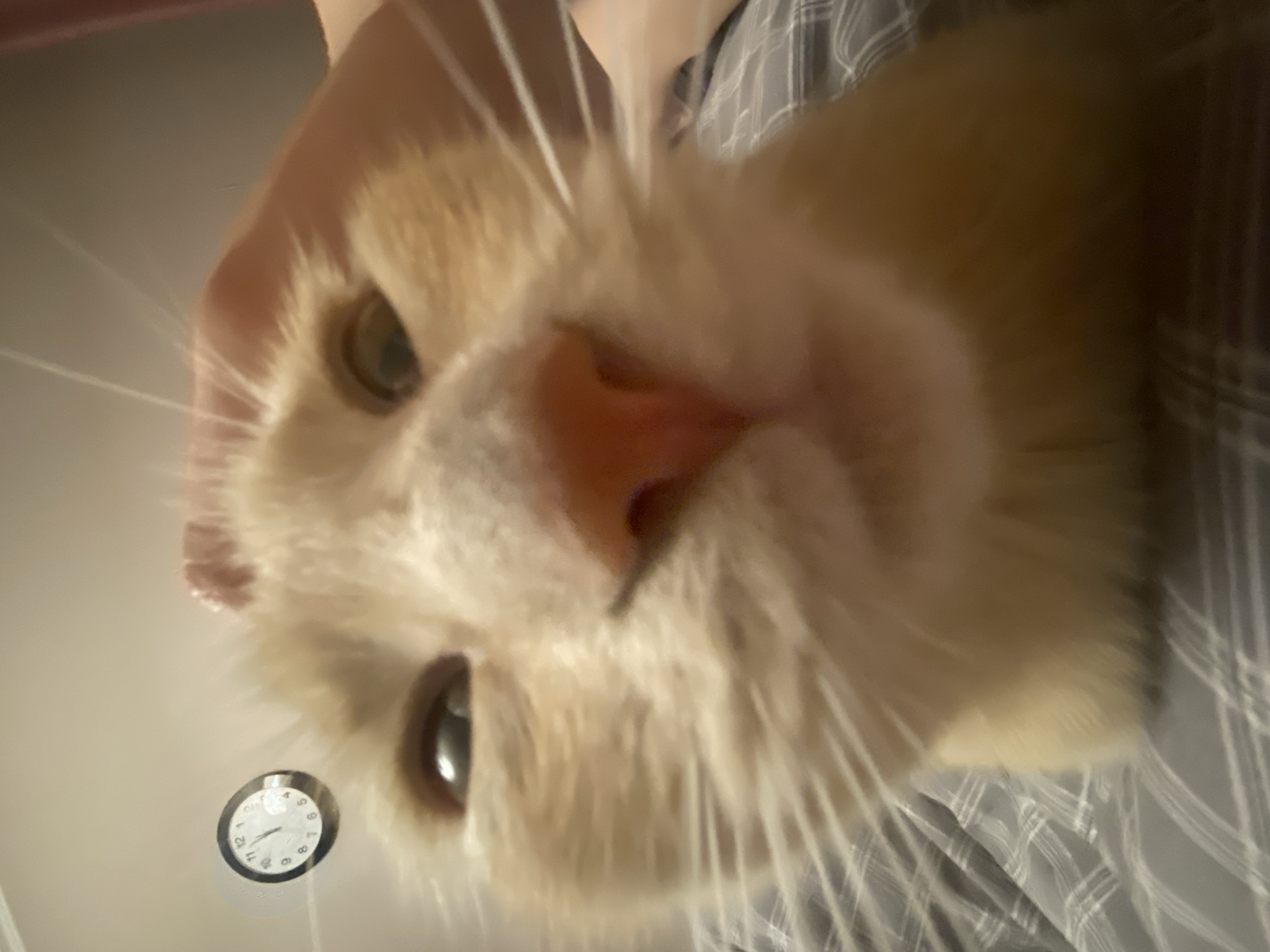 A close-up, distorted, upside-down view of a light orange cat's face. The cat's pink nose is prominent and in focus. The cat has green eyes and long, white whiskers. In the background is a person wearing a gray and white plaid shirt. To the left is a wall-mounted clock that appears to read around 11:57. There are no indications of the image being in Krasnoyarsk, Russia.