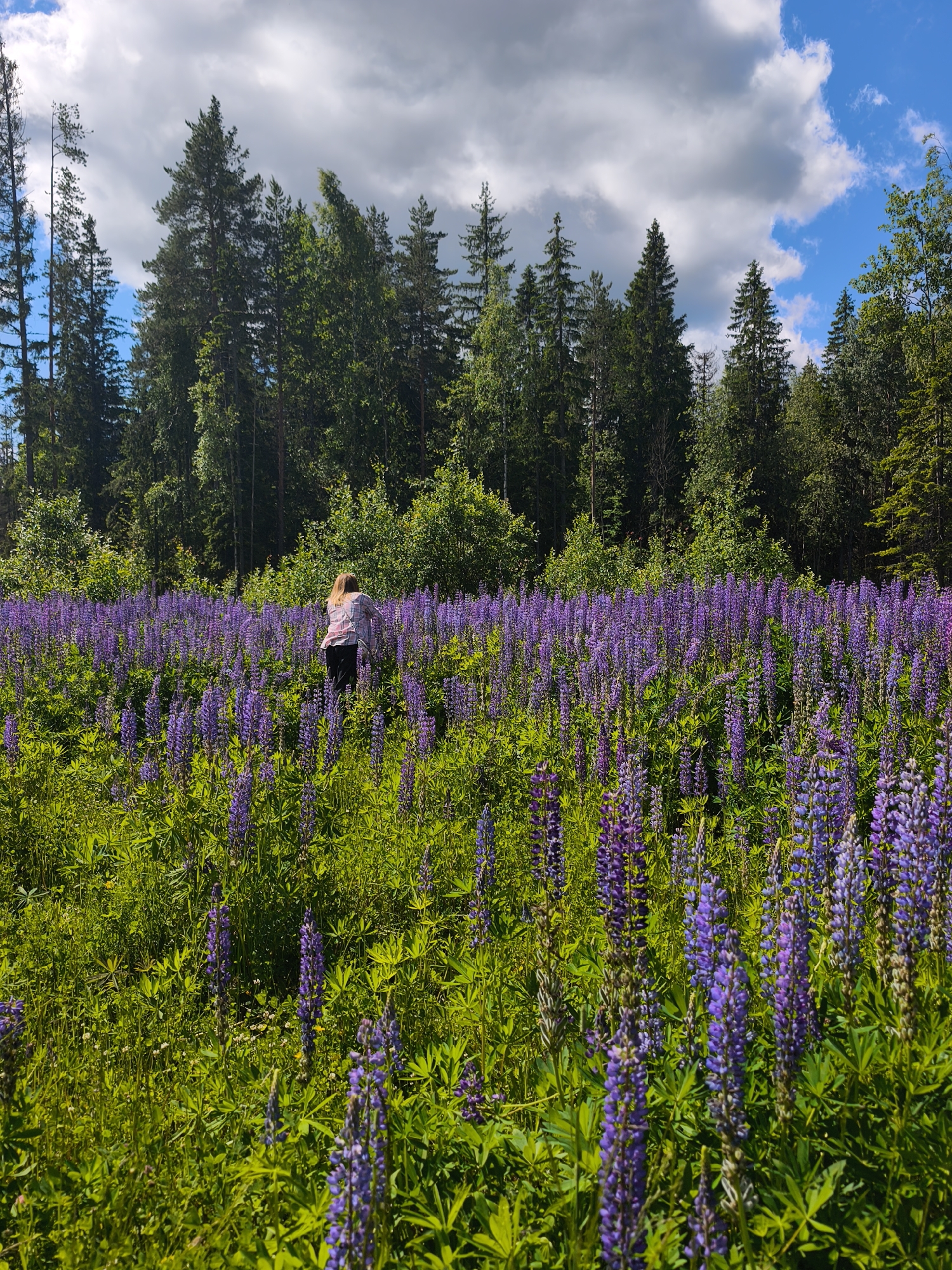 A person with blonde hair, wearing a pink and white plaid shirt and black pants, is standing in a field of purple lupine flowers. They are facing away from the camera, towards a dense forest of green trees. The sky above is a mix of white and gray clouds with patches of blue. The lupine flowers are in full bloom and are a vibrant purple color, interspersed with green foliage. The scene appears to be a natural landscape, likely in a rural or wilderness area. The image is taken from a slightly low angle, looking up towards the person and the trees.