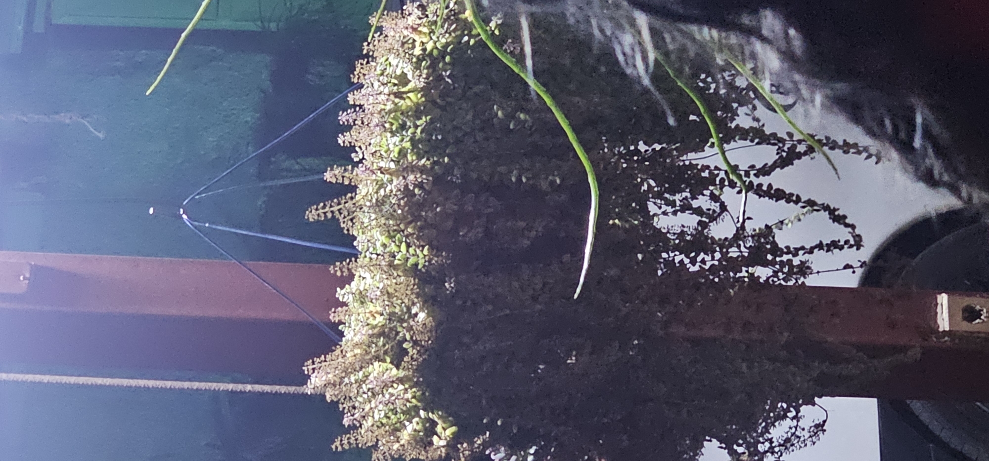 The image displays a lush, full hanging plant, likely a succulent variety such as Sedum or Portulacaria afra, suspended outdoors in Tinaquillo, Venezuela. The plant forms a dense, rounded mound of small, plump leaves, primarily light green, with some darker or reddish-brown tones where possibly exposed to more sun or aging. Numerous short branches trail outwards and downwards from the main body of the plant.
The plant is held by a three-strand suspension system, visible as thin, dark lines converging to a single bright attachment point, possibly a hook or ring. In the upper part of the frame, several long, slender, bright green stems or aerial roots hang downwards from an unseen structure above, reflecting light along their length.
The background is varied: to the left of the plant, a dark green or blueish-green surface suggests a wall or tarp. Below and to the right, a weathered, reddish-brown metal beam or wooden plank runs horizontally across the frame. Through gaps in the foliage and structural elements, glimpses of a lighter sky and dark, dappled tree foliage indicate a natural outdoor setting. A dark, rounded object, possibly a tire or container, is partially visible in the far right background.
The lighting suggests a daytime scene, possibly under partial shade or during a dimmer part of the day, with strong highlights catching on the green stems and parts of the plant's leaves, contrasting with shadowed areas. There is no visible text in the image. The overall impression is one of natural beauty in an outdoor garden or patio space.