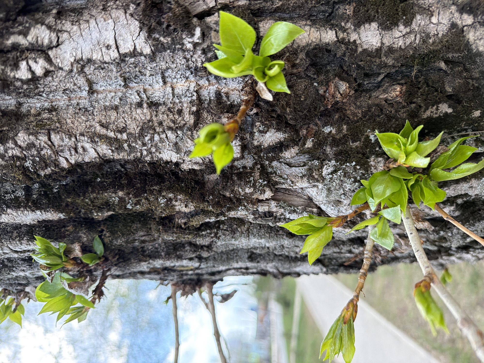 A close-up, upward-facing view shows new green leaves sprouting from a tree branch. The bark of the branch is rough, textured, and gray with dark patches of moss or lichen. The newly emerged leaves are vibrant green. The background reveals an upside-down view of a blurred landscape, possibly a street, suggesting an urban environment. It is impossible to confirm if the location is in Votkinsk, Russia, based on visual information alone.