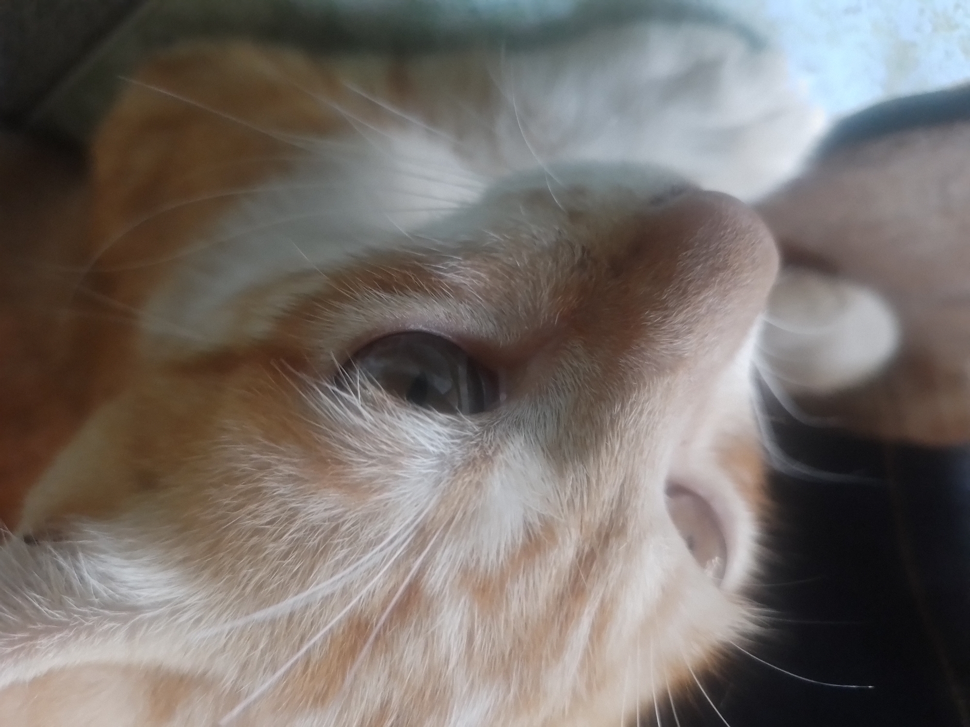 A close-up, slightly blurry photograph captures the face of an orange tabby kitten in Davao City, Philippines. The kitten's fur is predominantly orange with lighter white markings around its nose and muzzle. Its eyes are large and reflective, with one visible eye showing a dark pupil surrounded by a lighter iris. The kitten's whiskers are prominent, extending outwards from its snout. The background is dark and out of focus, with hints of a blurred surface, possibly a floor or table, and what appears to be a blue cloth underneath the kitten. The lighting suggests an indoor setting, possibly a home, with the camera positioned at a low angle, focusing on the kitten's facial features.