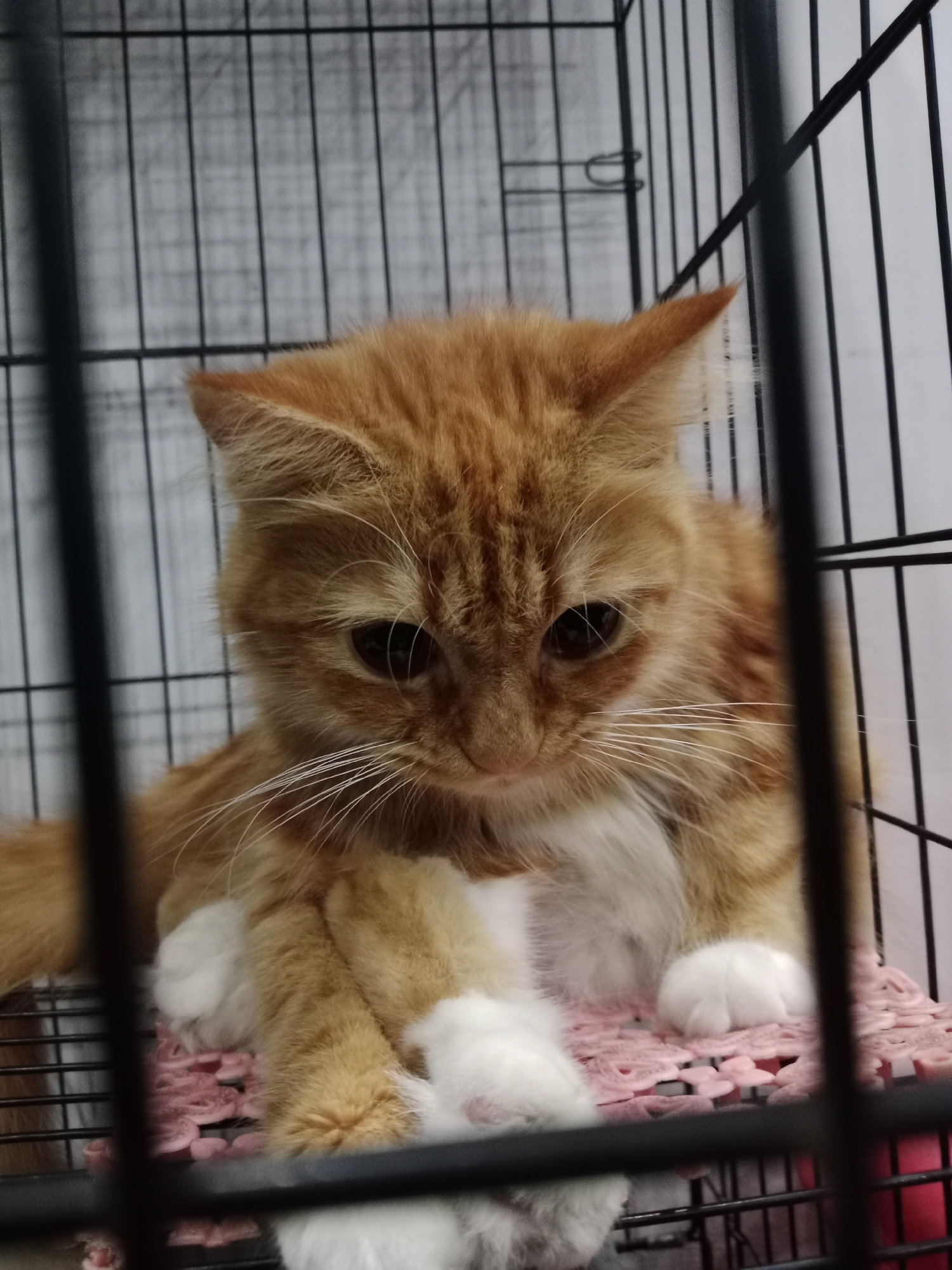 An orange tabby cat is sitting in a cage. The cat is looking down with its paws crossed in front of it. The cage is made of black metal bars and has a white background. The cat is lying on a pink mat. The image appears to have been taken indoors. The location is not specified in the image.