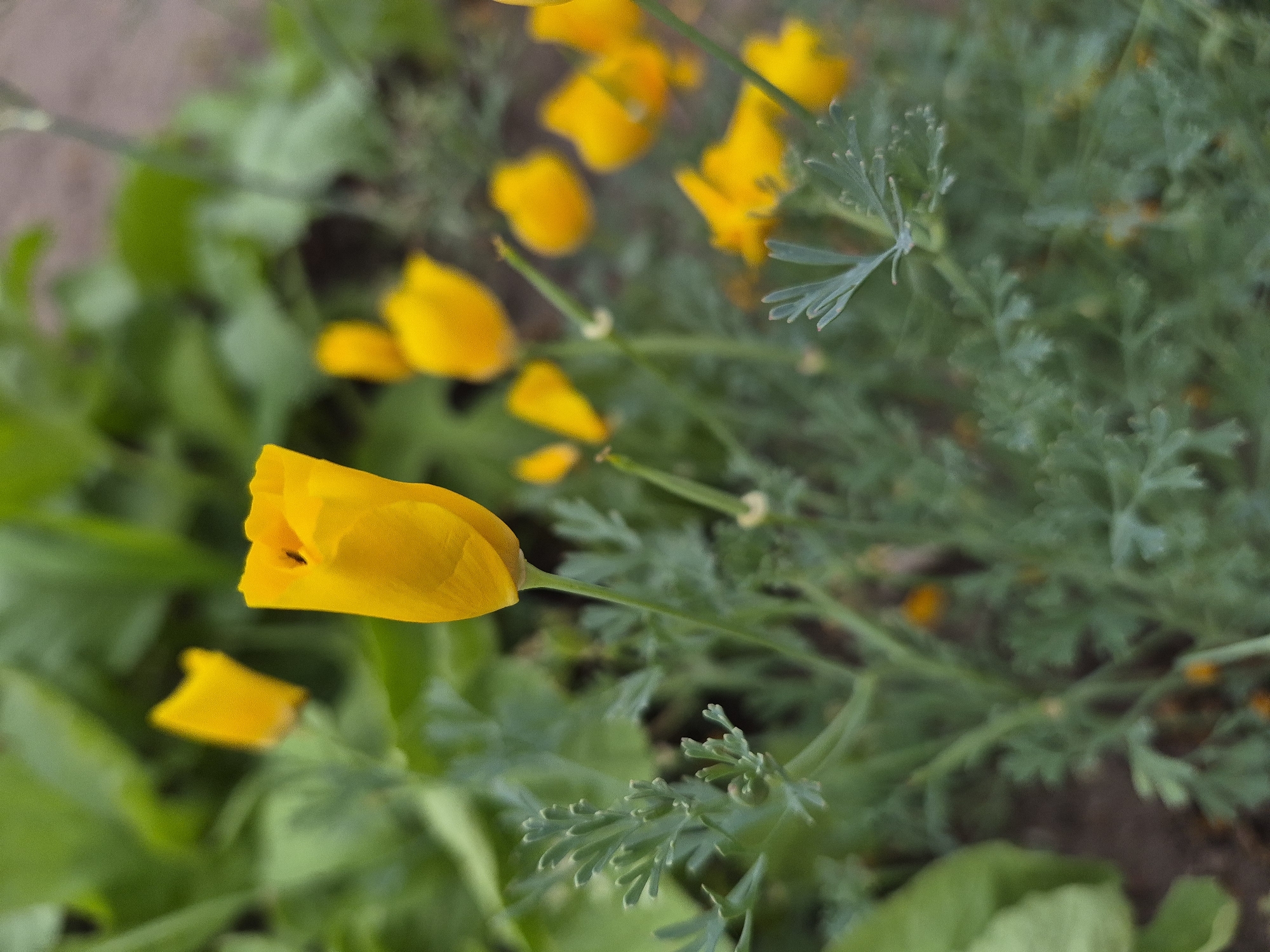 A close-up, shallow depth of field shot captures several vibrant orange California poppy flowers (Eschscholzia californica) in full bloom. The flowers are varied in their openness, with some petals still tightly furled and others gently unfurling to reveal their delicate centers. The foliage of the poppies is a soft, feathery green, providing a delicate contrast to the bold orange of the blossoms. In the background, blurred green leaves of other plants and a patch of dry, brown soil are visible, suggesting an outdoor garden setting. The overall impression is one of natural beauty and the ephemeral charm of wildflowers. The photograph is taken in the city of Aktobe, Kazakhstan.