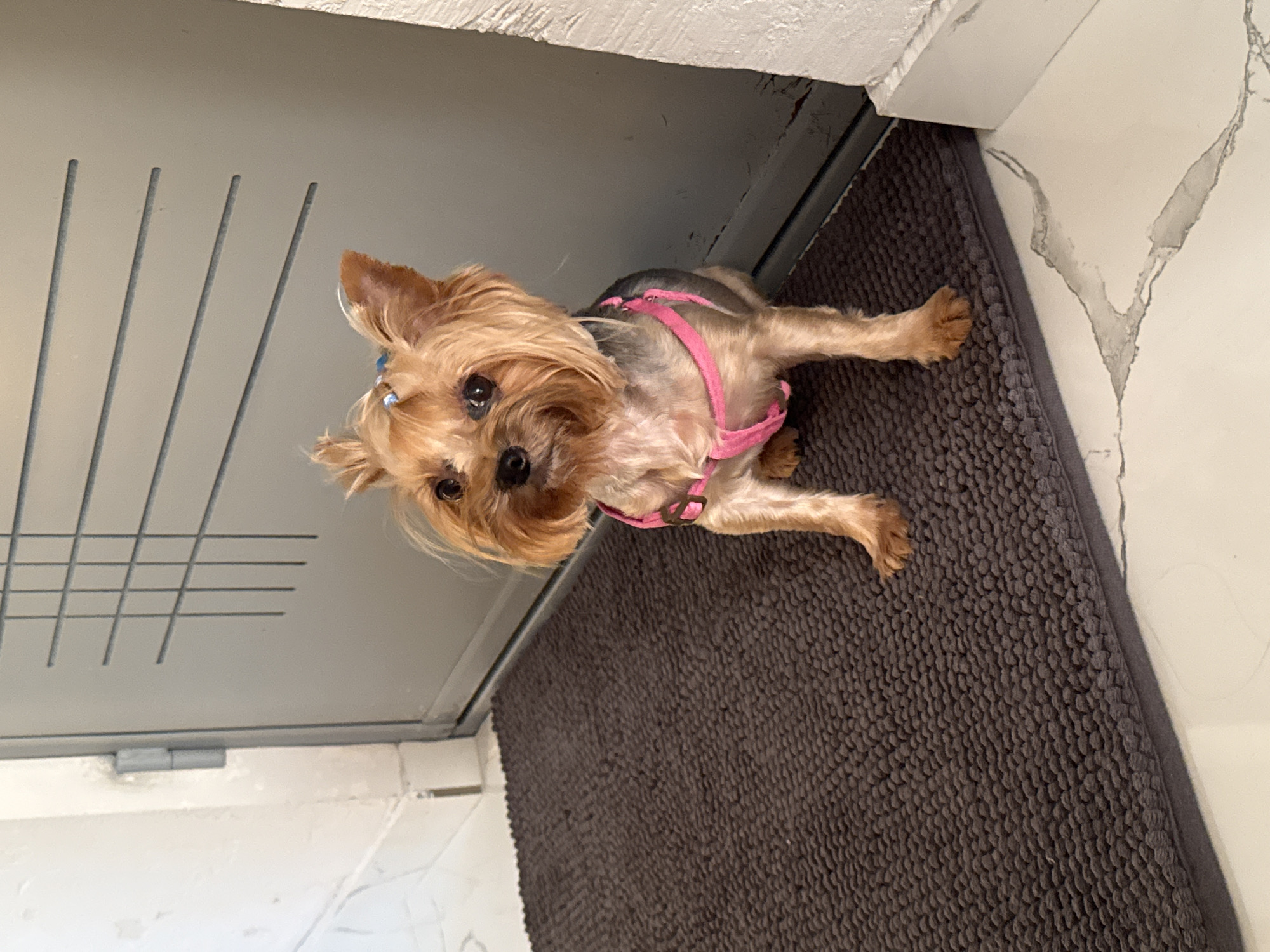 A small Yorkshire Terrier dog, wearing a pink harness, sits on a dark gray rug in front of a gray door with horizontal slats. The dog has light brown fur, dark eyes, and its ears are perked up. A small blue bow is visible in its hair. The rug is textured and rectangular, positioned on a white floor with gray veining. To the left of the door, a white wall with a molding is visible, and a sliver of a white door frame is present. The scene is indoors, possibly in a hallway or entryway, and the lighting suggests it is daytime. The image does not contain any information that would indicate its location in Sustaš, Montenegro.
