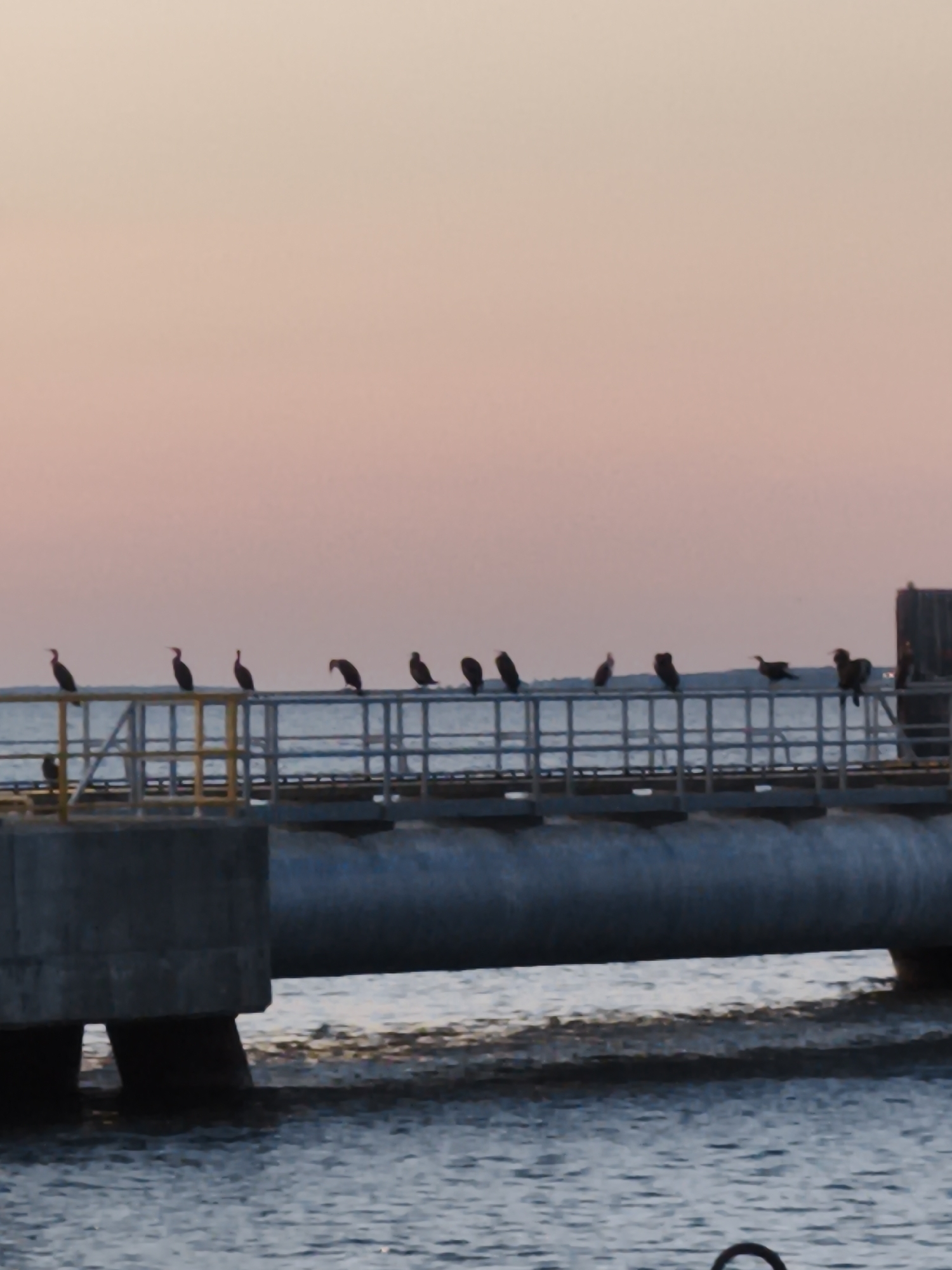 The image depicts a pier with several birds perched on its railing against a pastel-colored sky, likely at dawn or dusk. The pier is elevated above the water, and a large pipe runs beneath it. The water is calm with some ripples. The scene is devoid of people, and the birds appear to be resting. The general atmosphere is serene and natural. This scene is characteristic of coastal areas and port infrastructure, which can be found in various locations, including the port of Tallinn, Estonia.