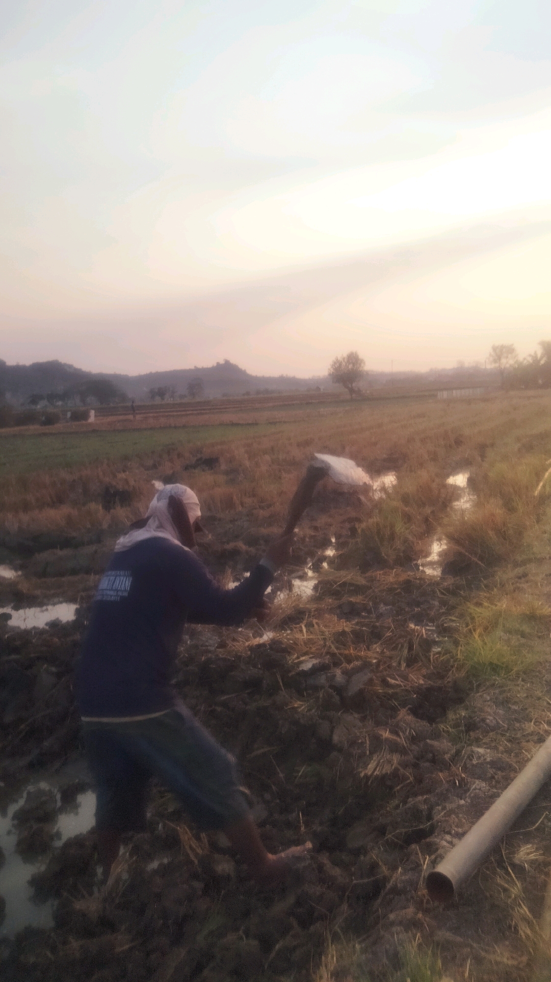 The image depicts a rural scene at dusk, likely in or around Palang, Indonesia. Two individuals are engaged in agricultural work in a muddy field. One person, wearing a dark blue long-sleeved shirt with some text on the back and a white head covering, is bent over, appearing to use a tool to till the soil. They are standing in muddy water and the ground is covered in rice stalks. Another individual, partially obscured, is also working in the field, seemingly breaking up clumps of earth with a tool. The background reveals a landscape with harvested rice paddies, a few trees, and rolling hills in the distance. The sky is a soft gradient of pale orange and white, indicating sunset or sunrise. A section of a grey pipe is visible in the lower right corner of the frame.
