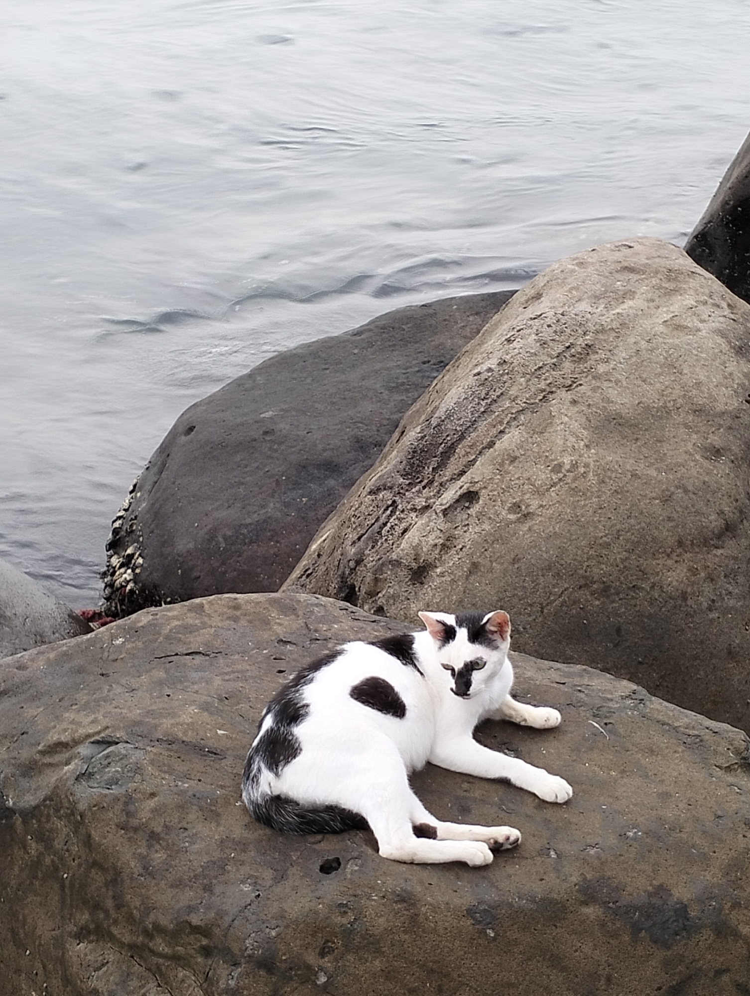 A domestic cat, predominantly white with irregular black patches, is observed resting on a large, textured gray-brown rock within a coastal environment in Lhokseumawe, Indonesia. The cat lies facing slightly right, with its head turned towards the viewer. Black markings cover its left facial area including the ear, an irregular patch on its back, and a smaller patch on its right rear paw. The immediate foreground and midground feature multiple large, weathered rock formations. One rock to the left of the cat, closer to the water, displays clusters of barnacles. The background consists of a calm body of water, likely a sea or bay, exhibiting subtle ripples on its surface under an ambient light condition. No other subjects or interactions are present.